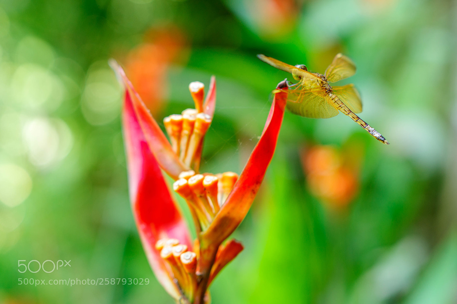 Pentax K-3 II sample photo. Libellule photography