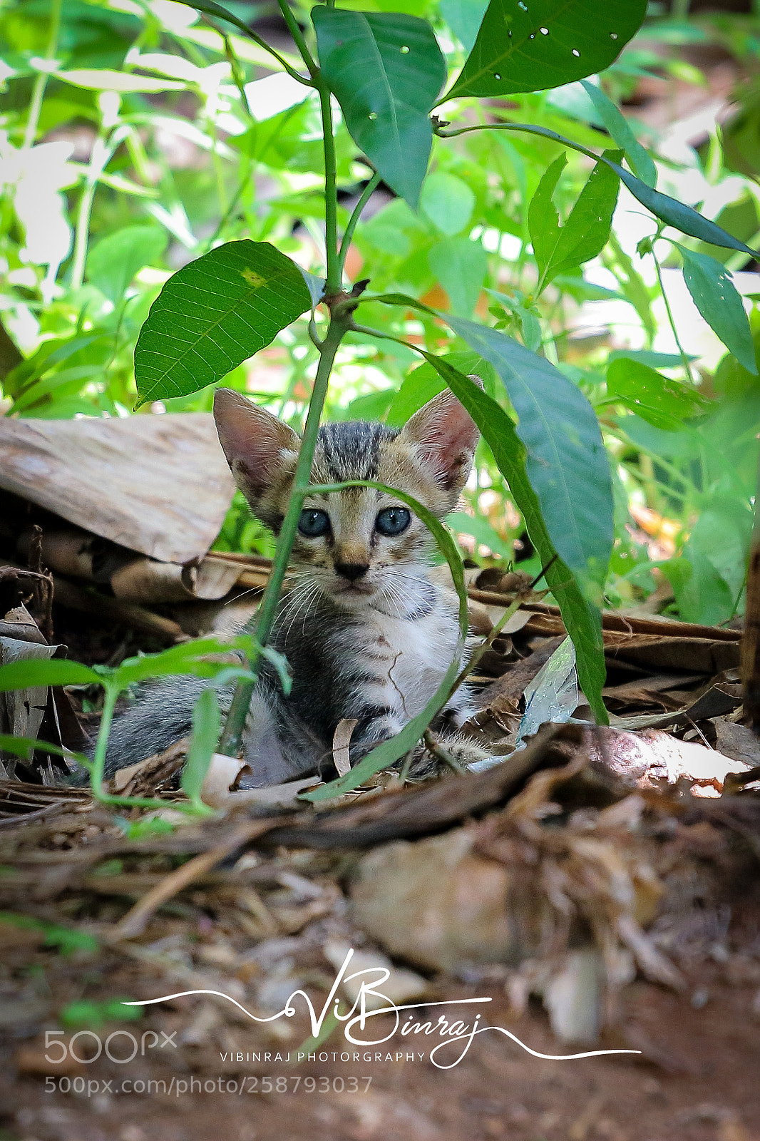 Canon EOS 80D sample photo. Canon 80d photography