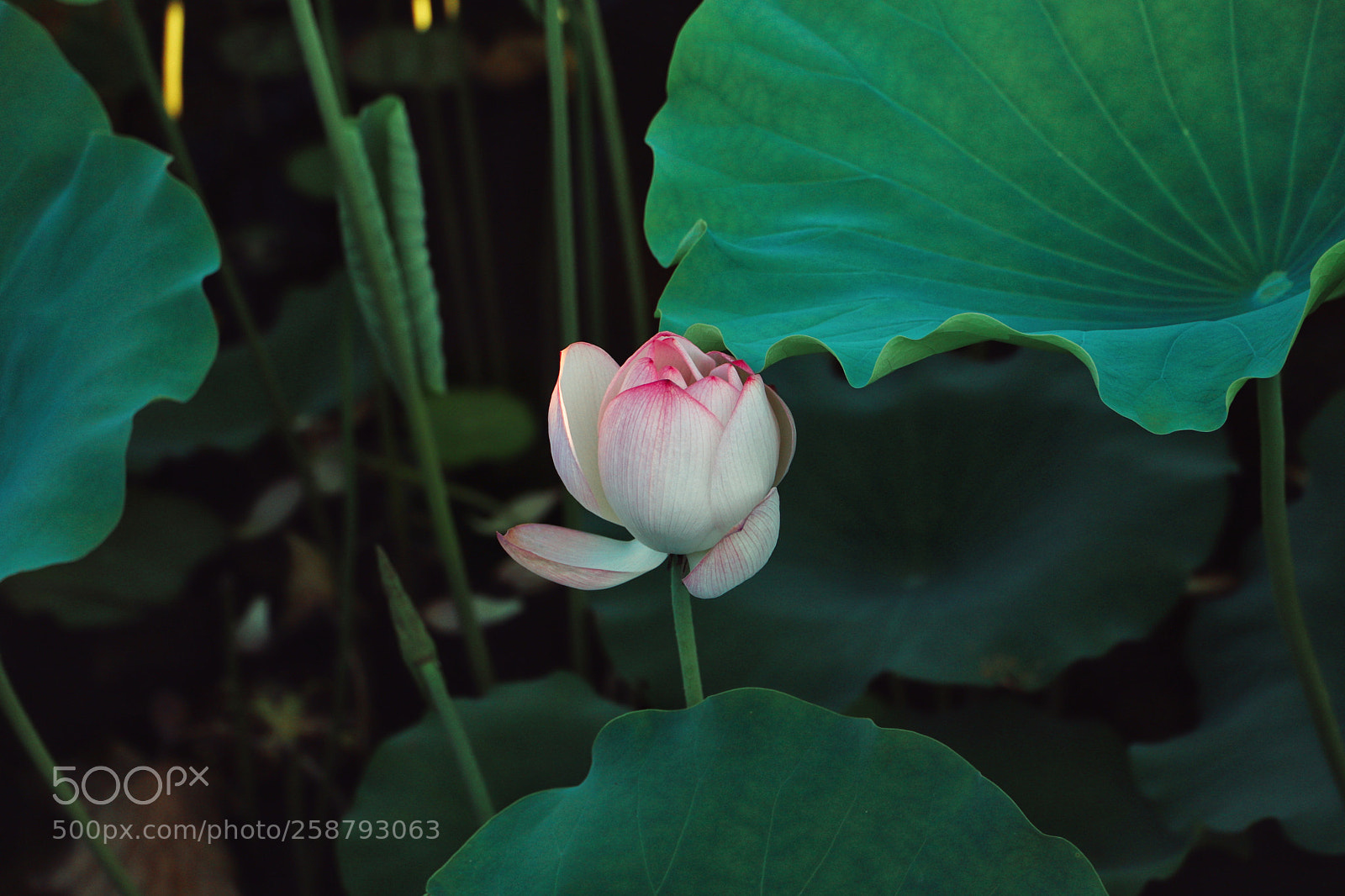 Canon EOS 6D Mark II sample photo. Untitled photography