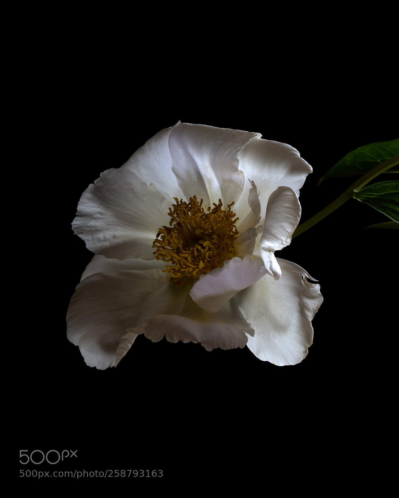 Canon EOS 6D sample photo. My peony photography