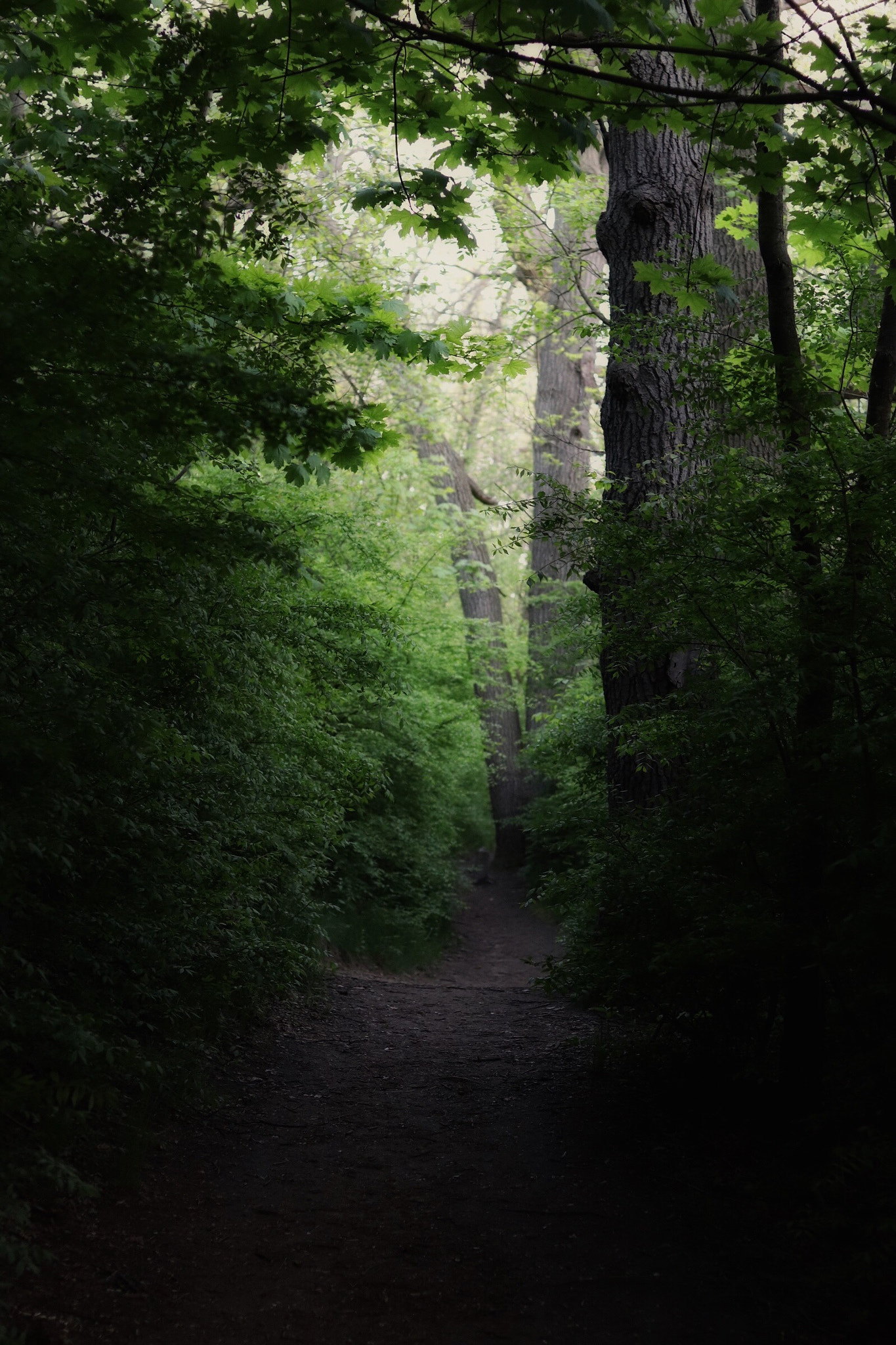 Canon EOS 200D (EOS Rebel SL2 / EOS Kiss X9) sample photo. A path in high park photography