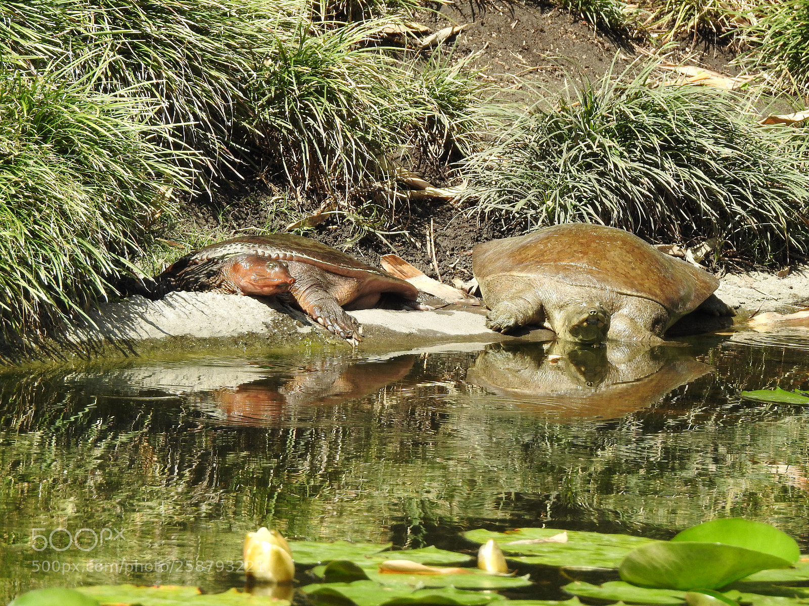 Nikon Coolpix P900 sample photo. Softshell turtle photography