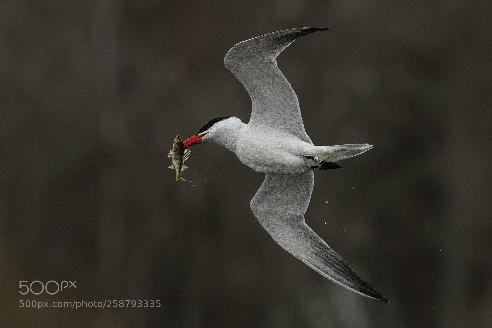 Nikon D850 sample photo. Caspian tern with perch photography