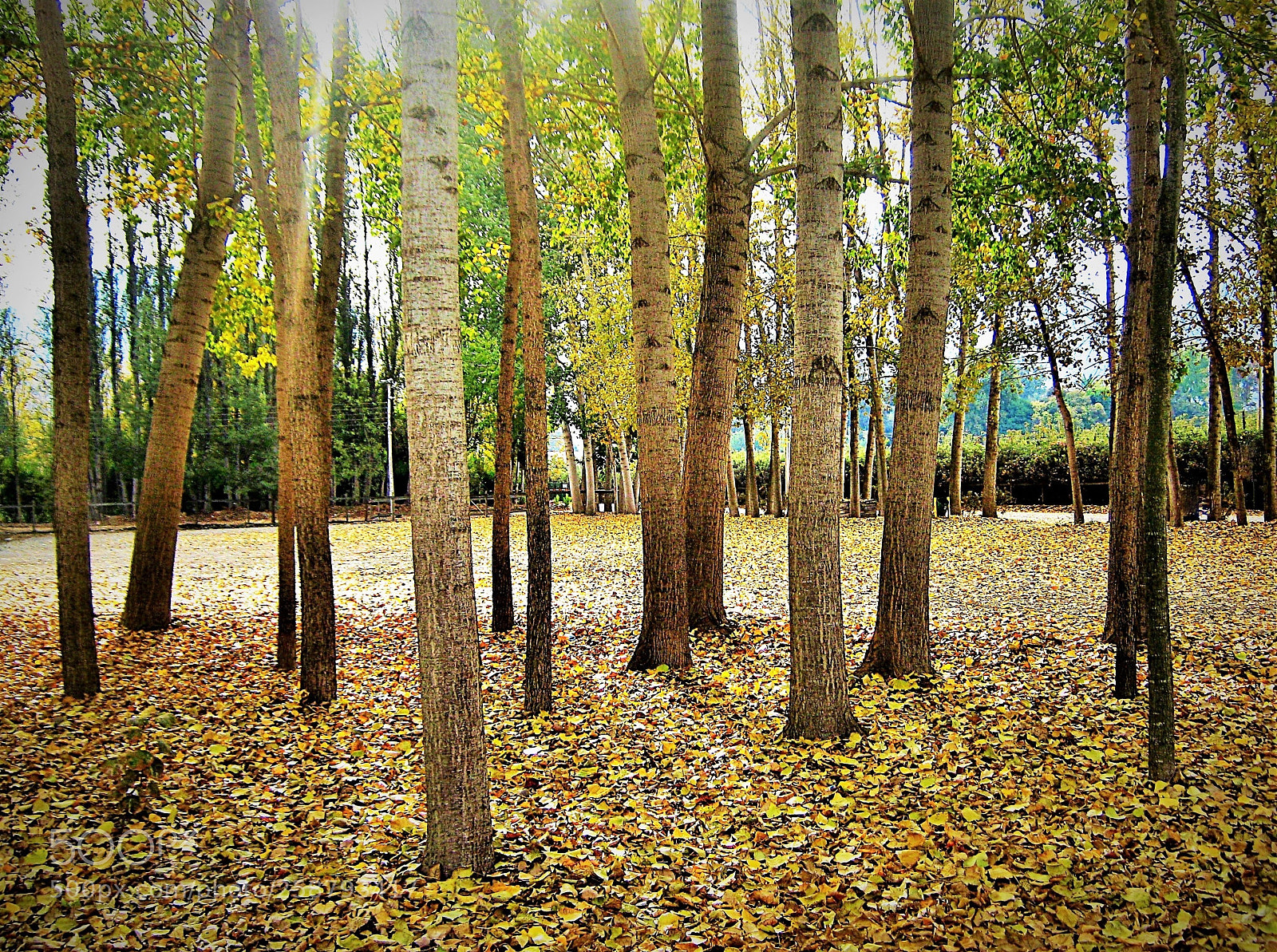 Canon PowerShot A470 sample photo. Autumn photography
