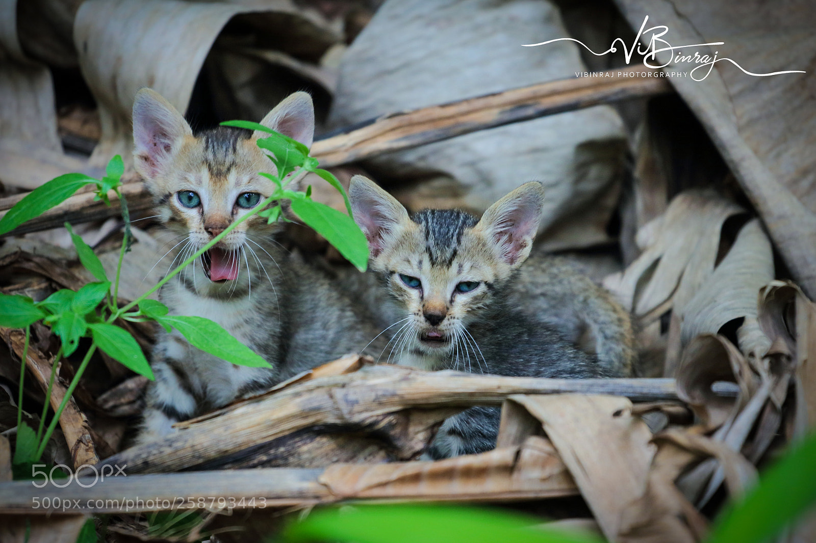 Canon EOS 80D sample photo. Canon 80d photography