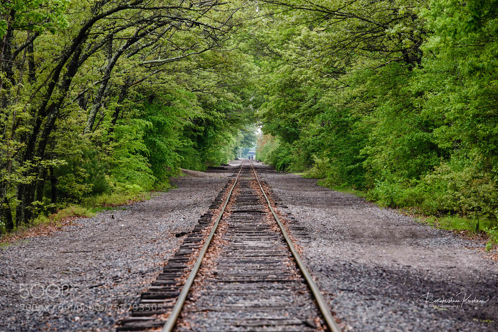 Nikon D610 sample photo. The illusion of convergence  photography