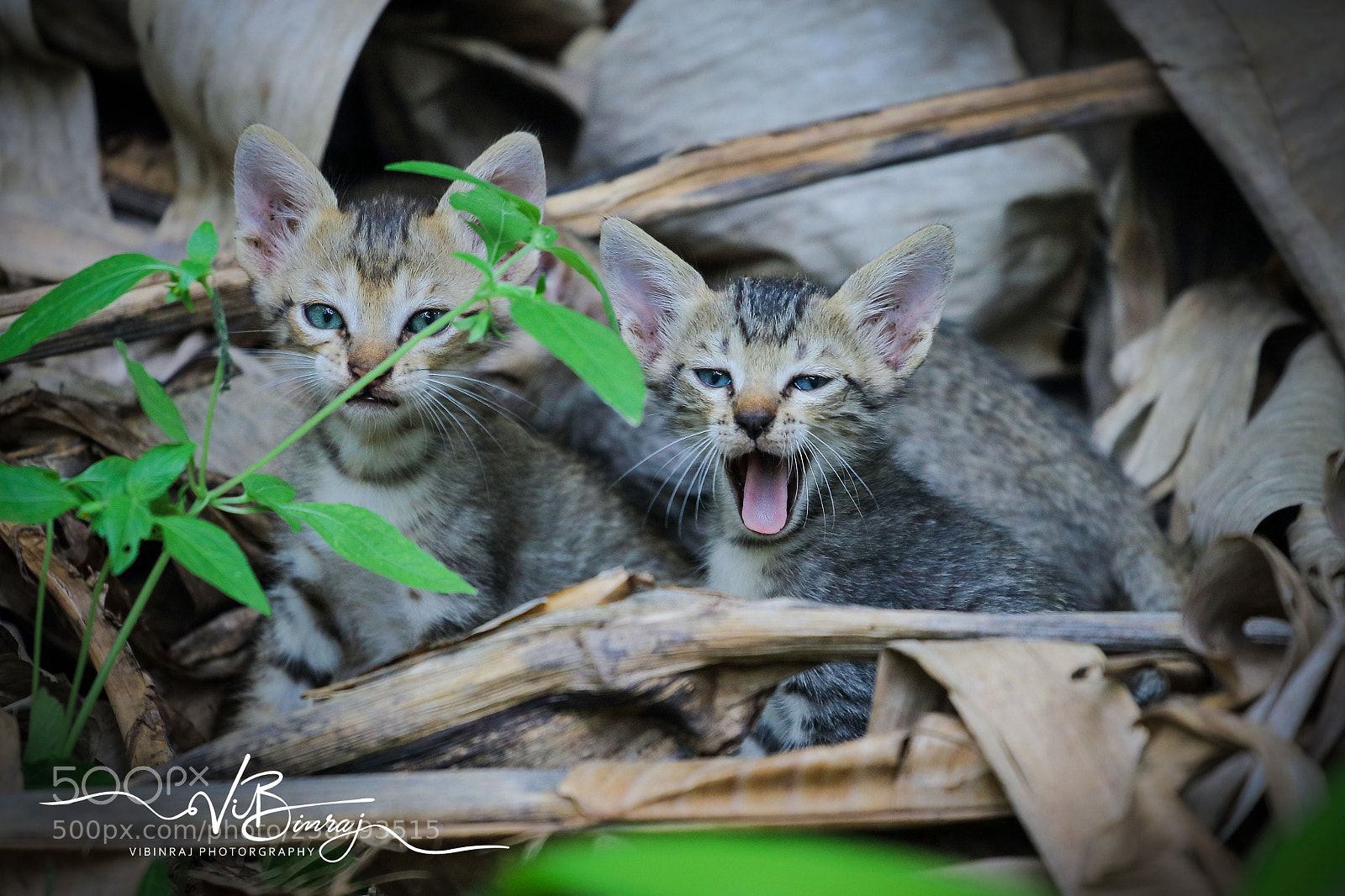 Canon EOS 80D sample photo. Canon 80d photography
