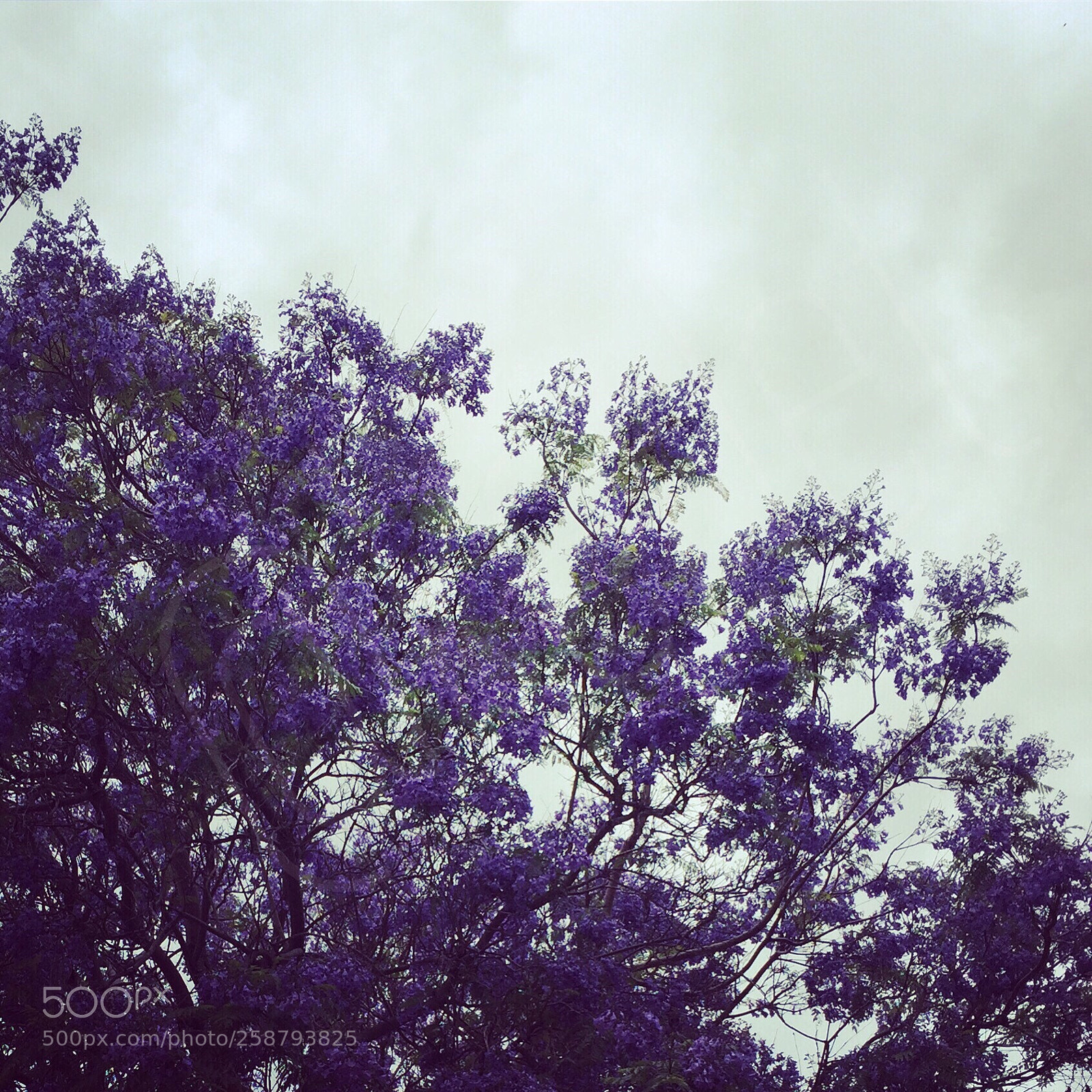 Apple iPhone 6 sample photo. Jarcanda tree i photography