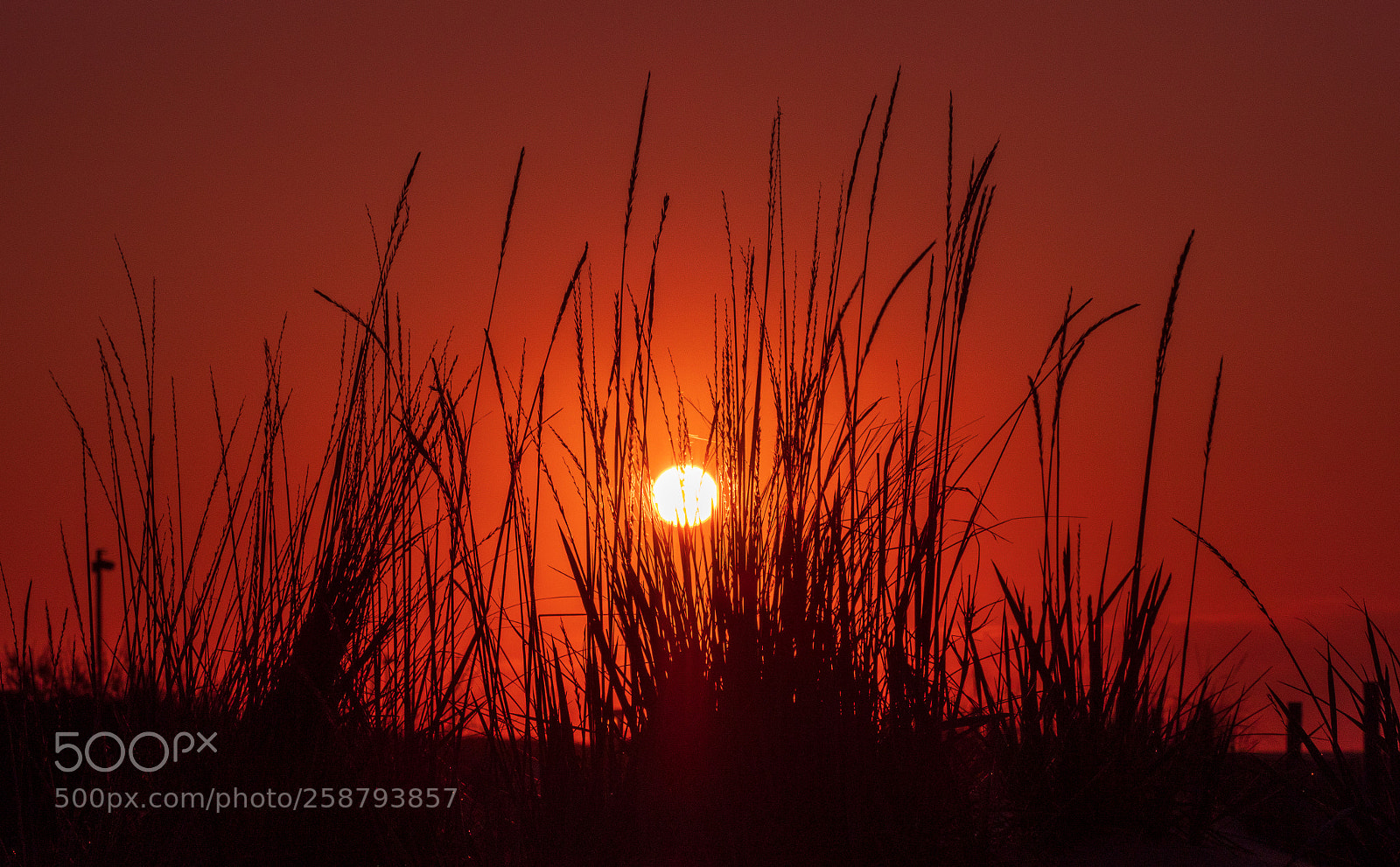 Olympus OM-D E-M1 Mark II sample photo. Sunrise cape may photography