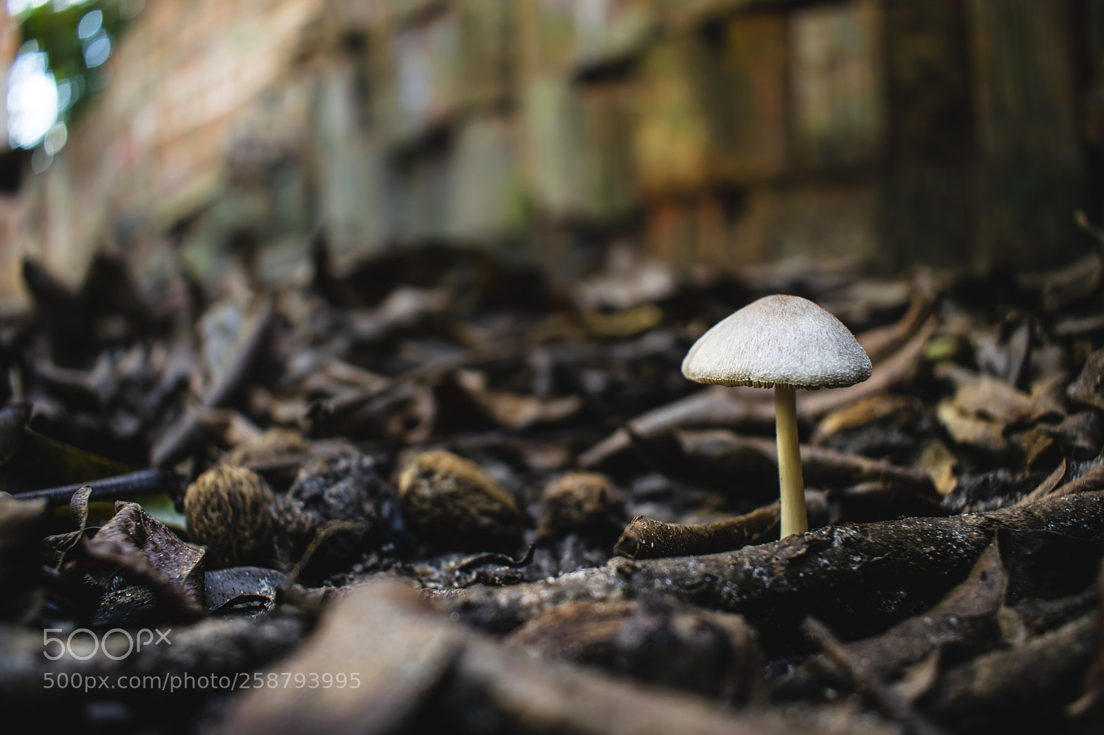 Nikon D3300 sample photo. Mushroom photography