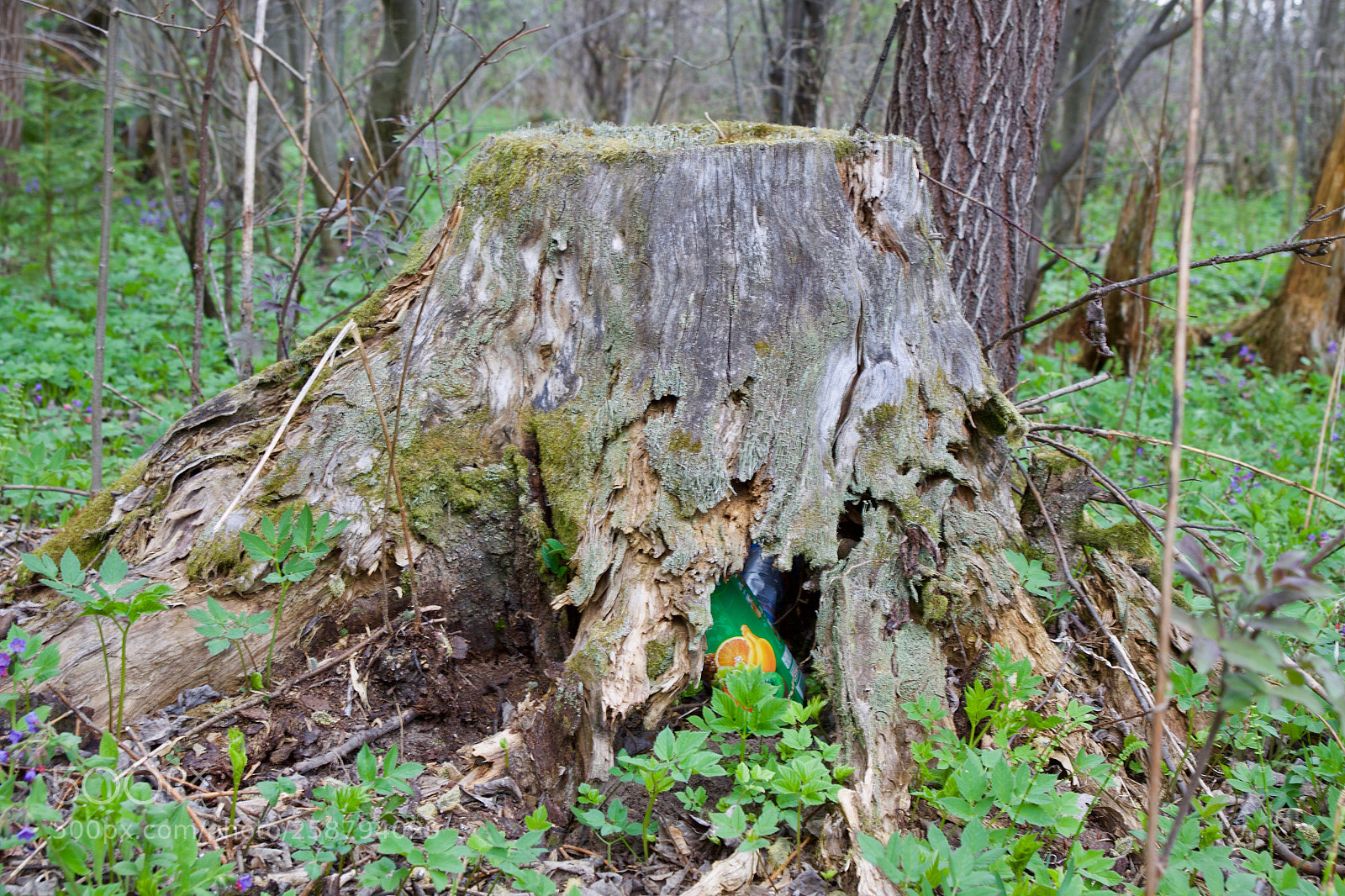 Canon EOS 50D sample photo. Stump and garbage photography