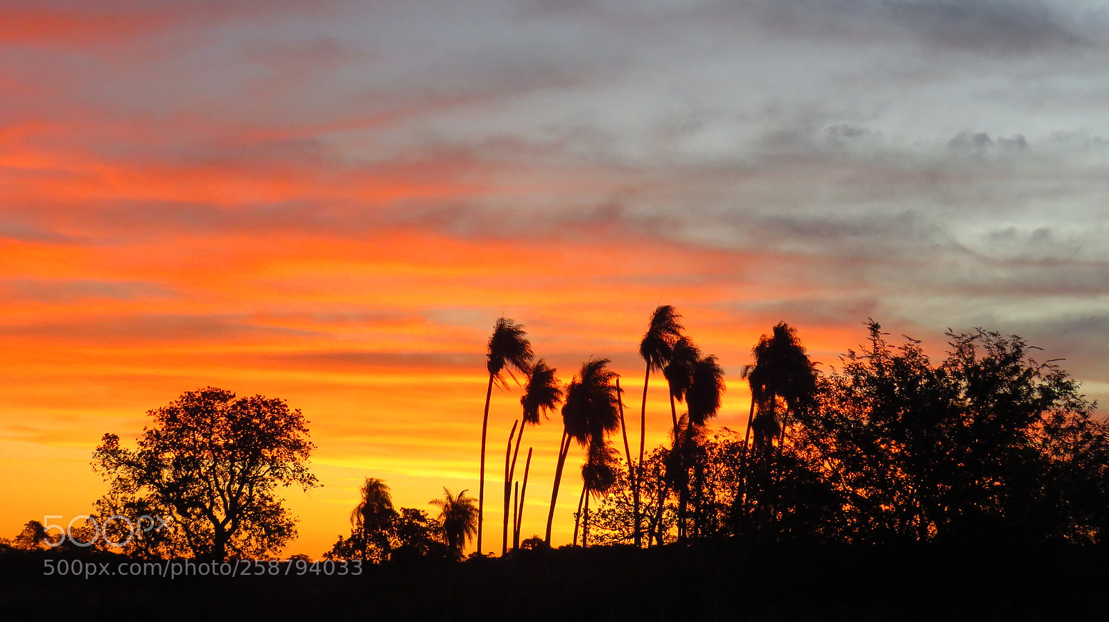 Canon PowerShot SX540 HS sample photo. Sunset in nature photography