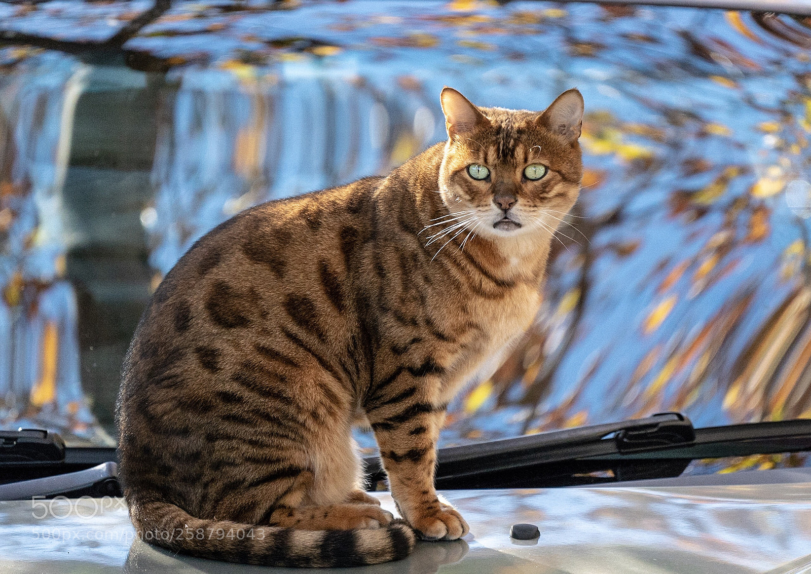 Sony a7R III sample photo. Autumn tiger  photography