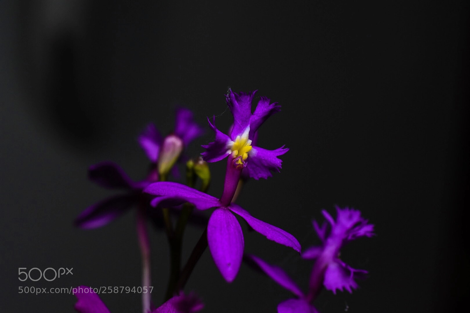 Nikon D7200 sample photo. Purple  photography