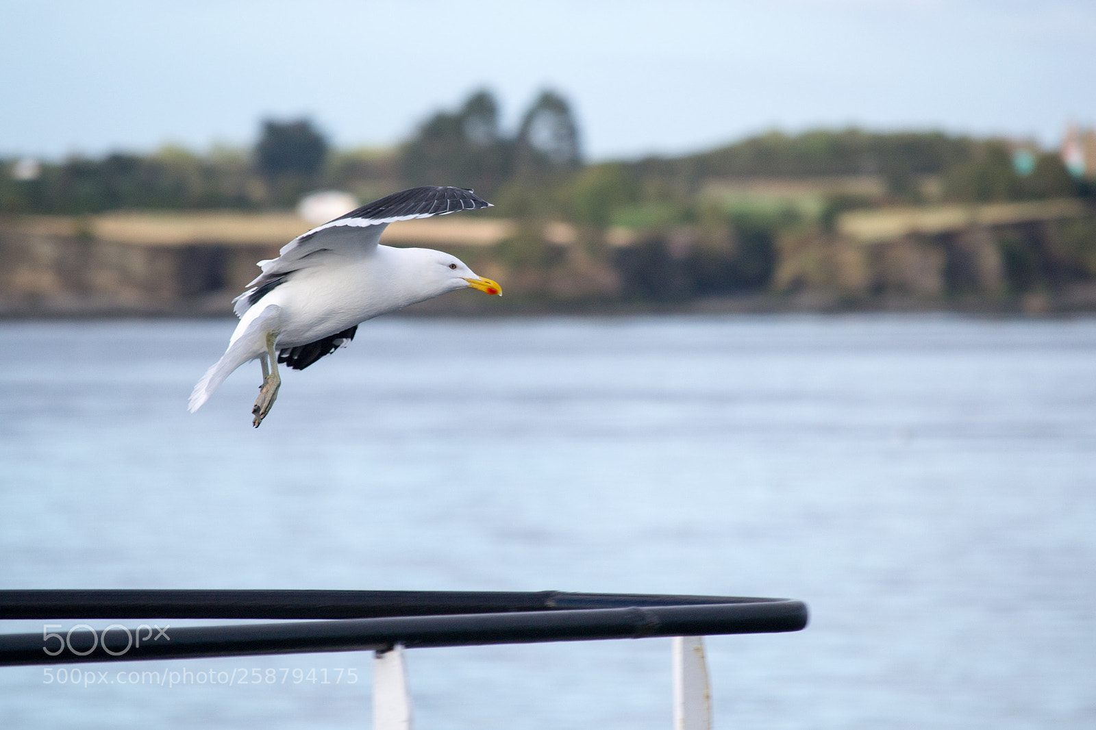 Nikon D3100 sample photo. Seagull photography