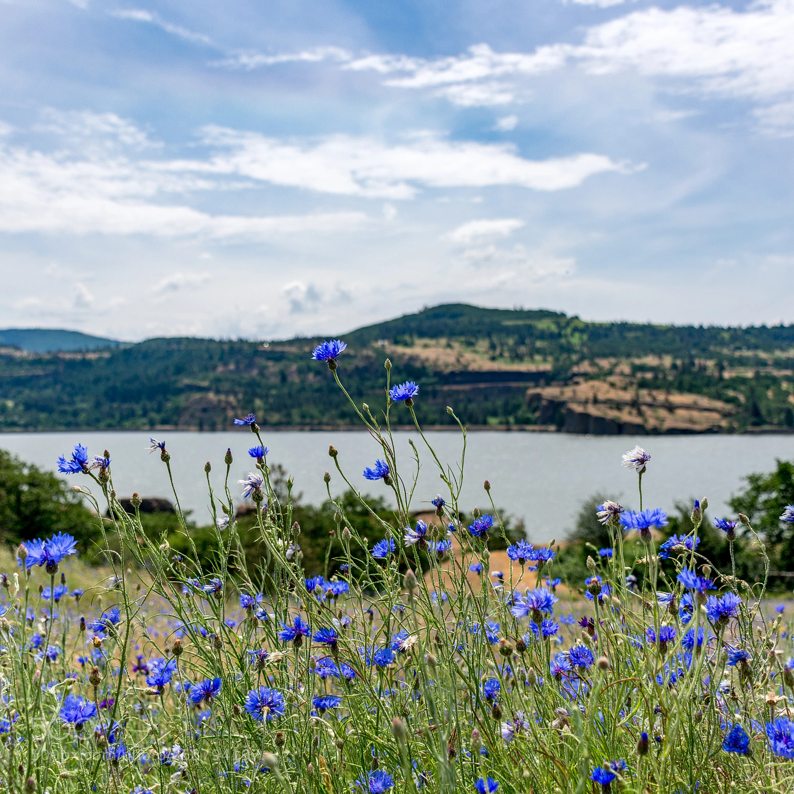 Nikon D7100 sample photo. Wildflowers before the gorge photography