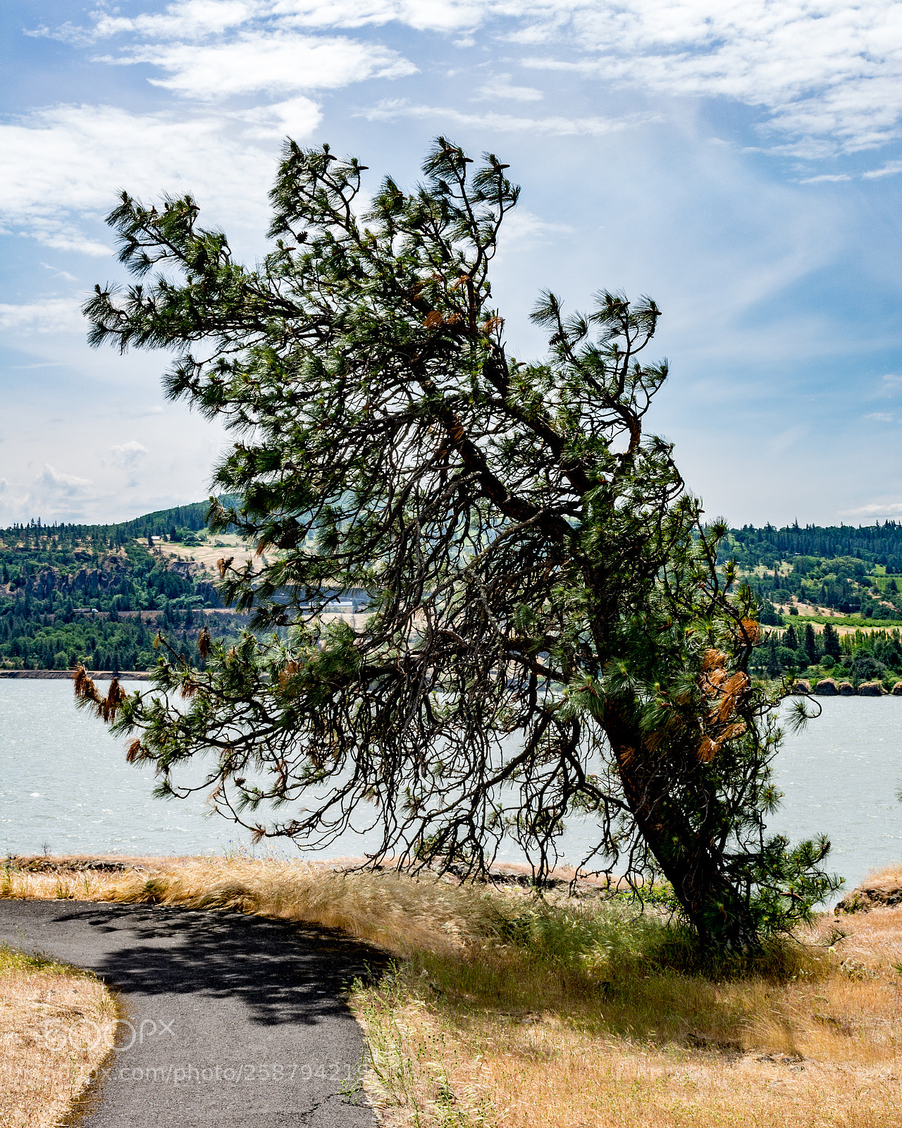 Nikon D7100 sample photo. Windblown in the gorge photography