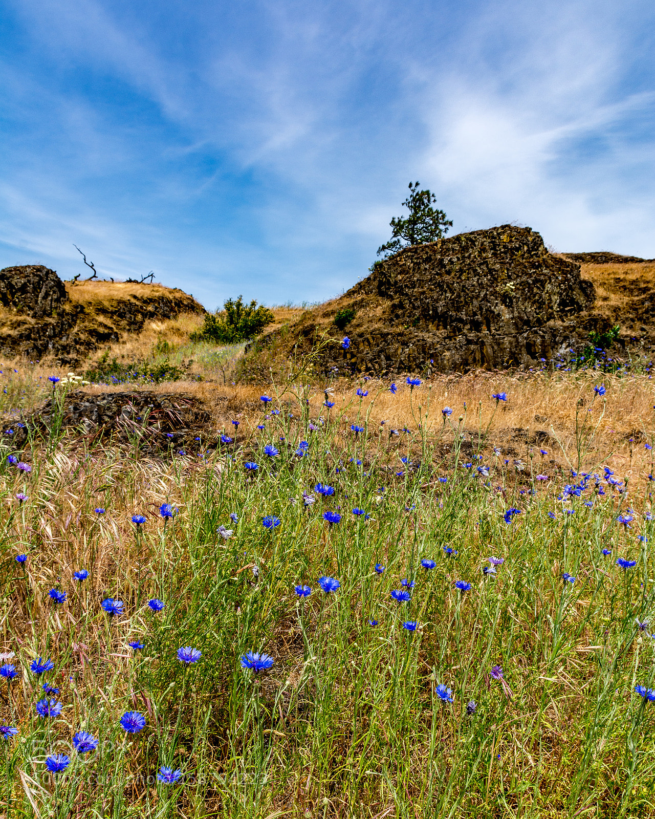 Nikon D7100 sample photo. Wildflower hill photography