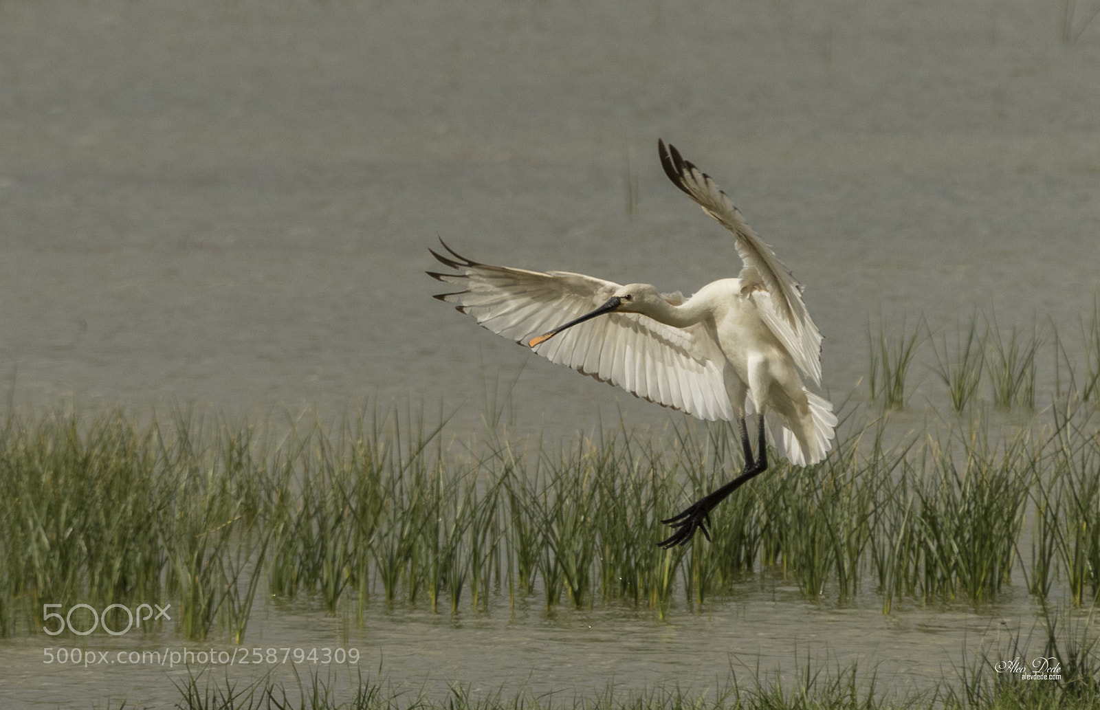 Canon EOS 7D Mark II sample photo. Ka k - platalea photography