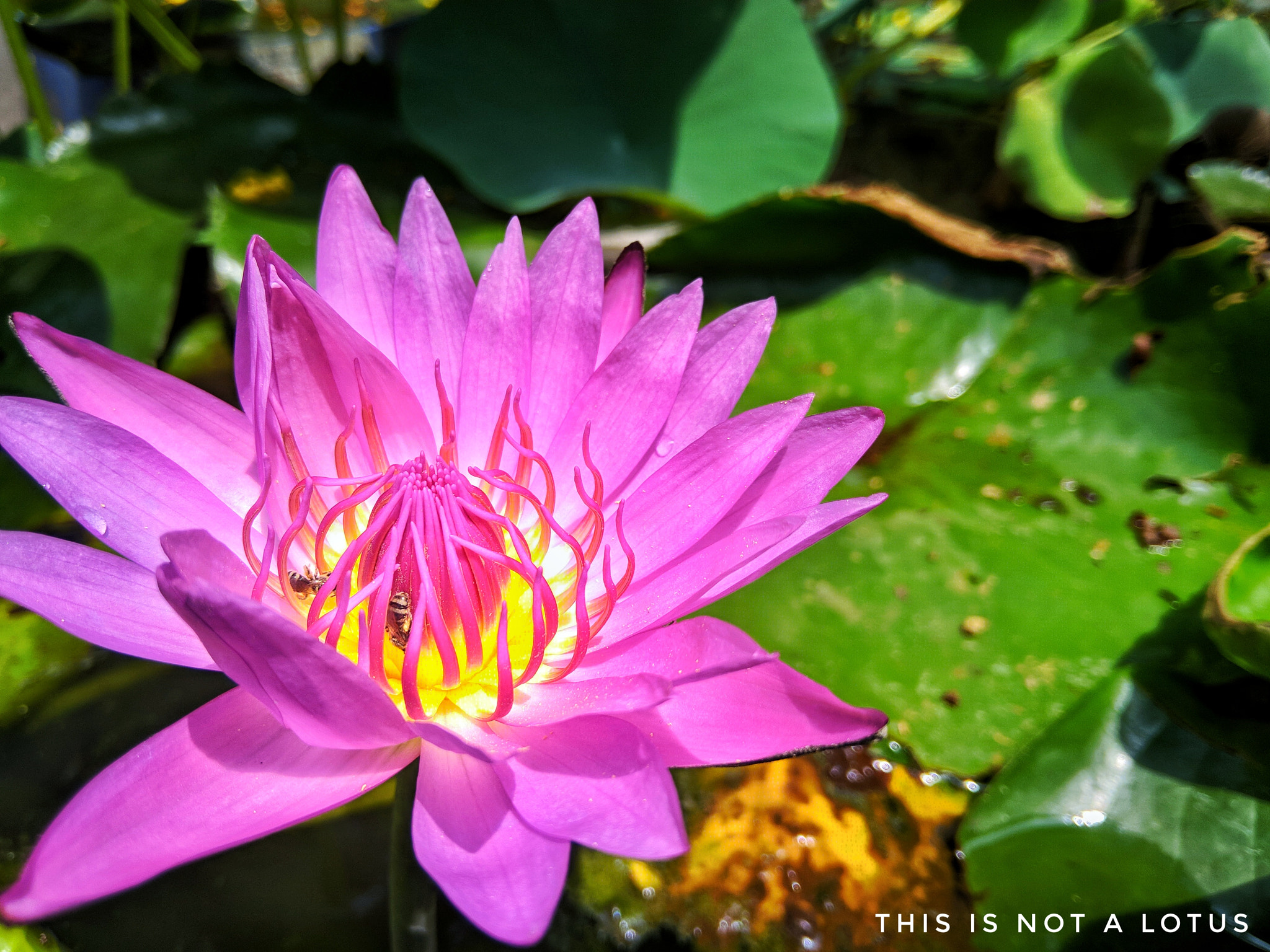 Xiaomi Redmi 5A sample photo. This is not a lotus photography