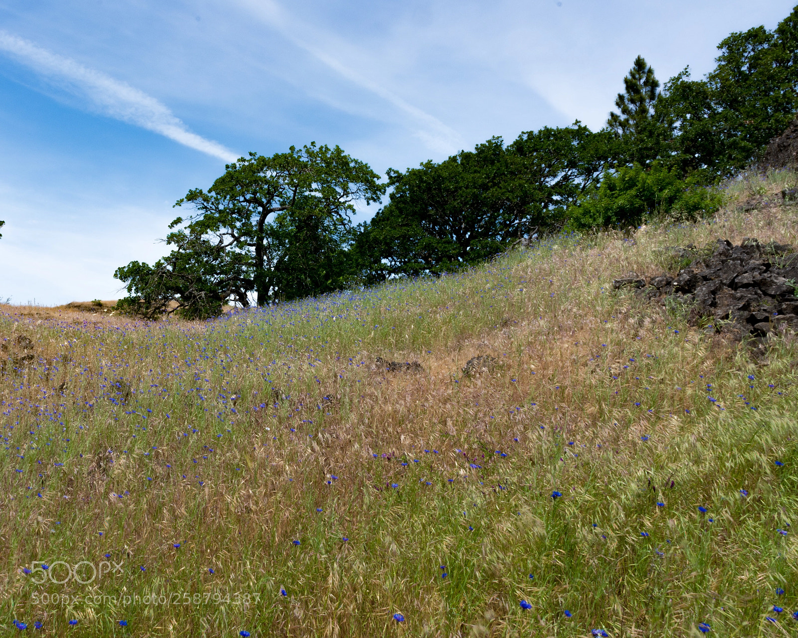 Nikon D7100 sample photo. Wildflower meadow photography