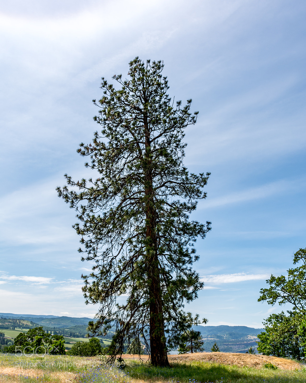 Nikon D7100 sample photo. Proud tree photography