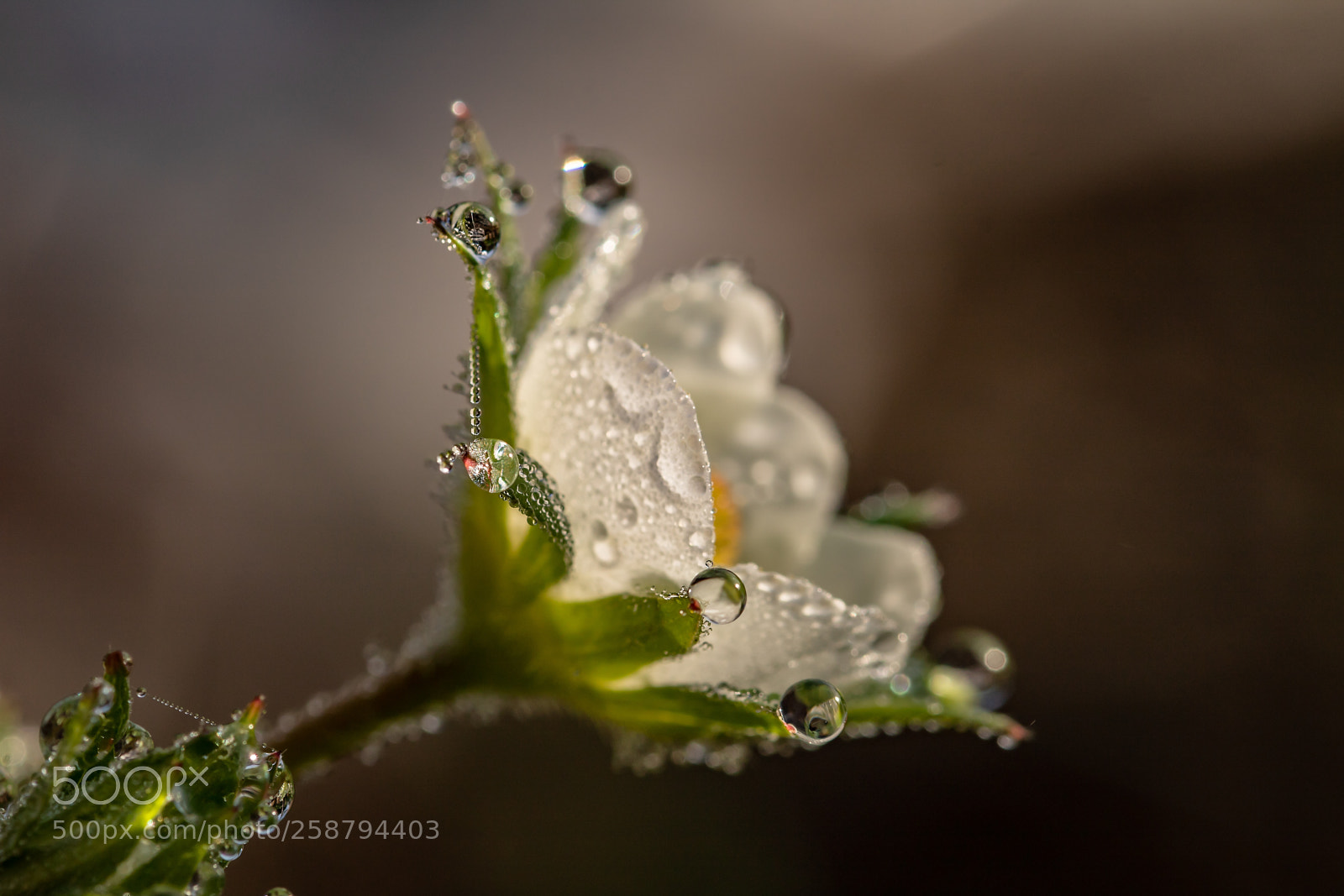 Canon EOS 750D (EOS Rebel T6i / EOS Kiss X8i) sample photo. Raindrop photography