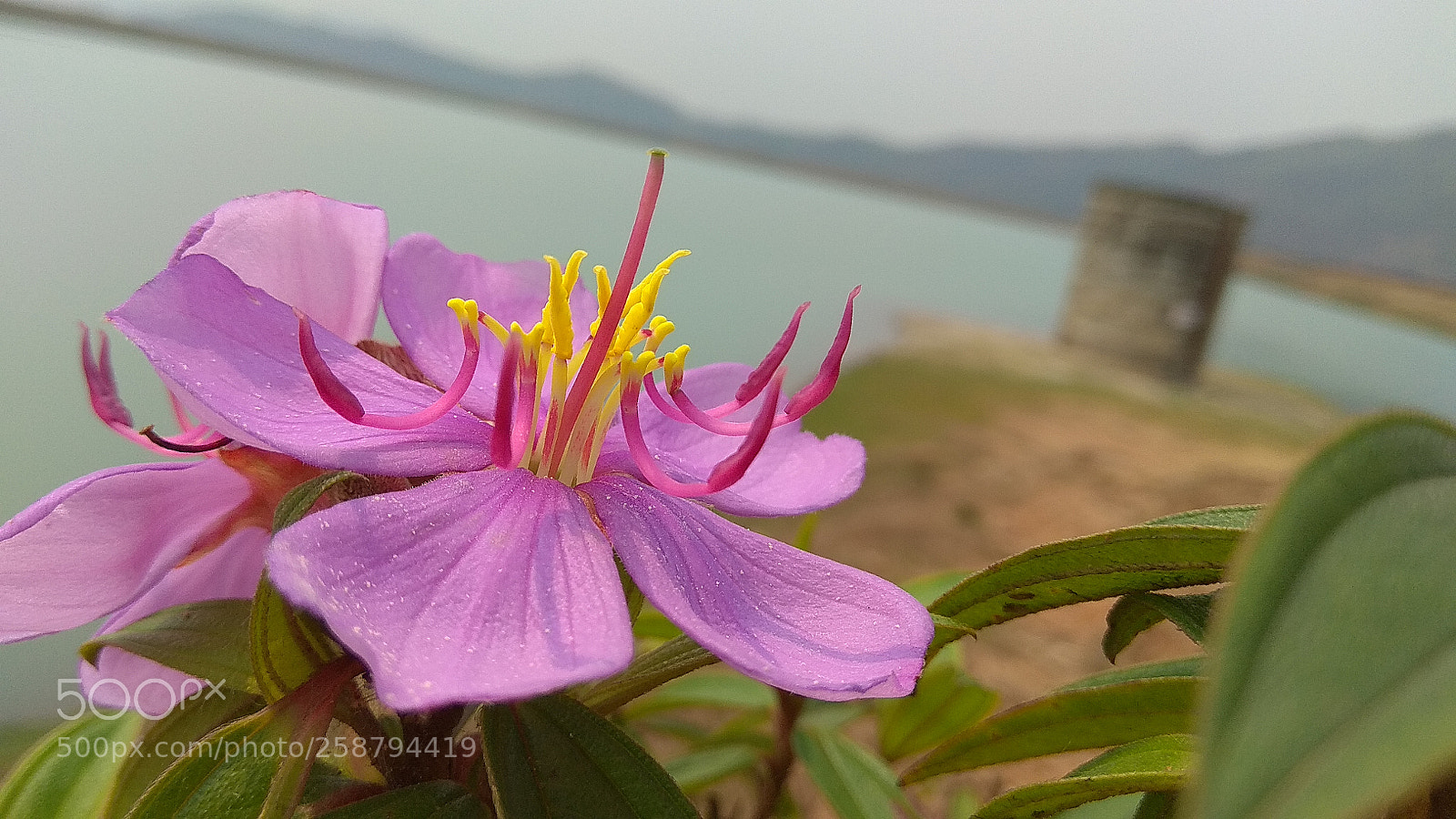 Xiaomi Redmi Note 4 sample photo. Untitled photography