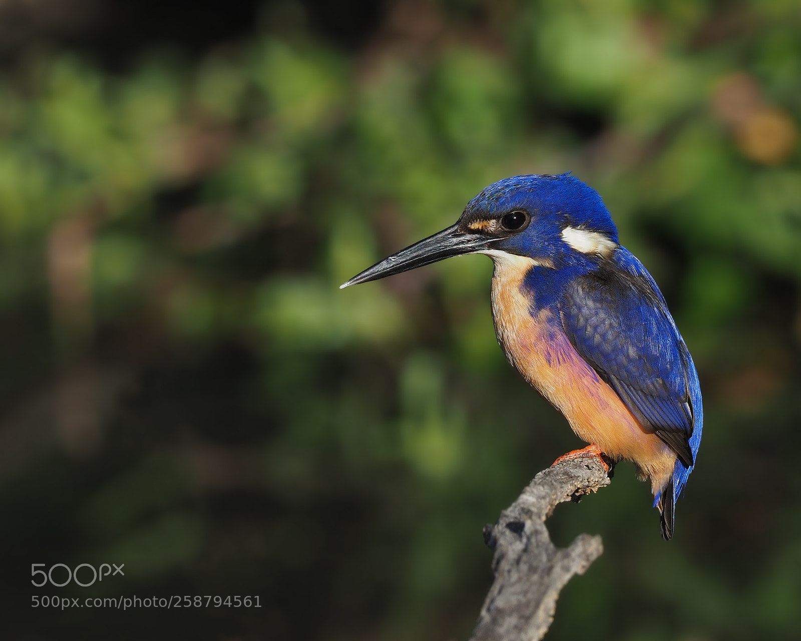 Olympus OM-D E-M1 Mark II sample photo. Azure kingfisher photography