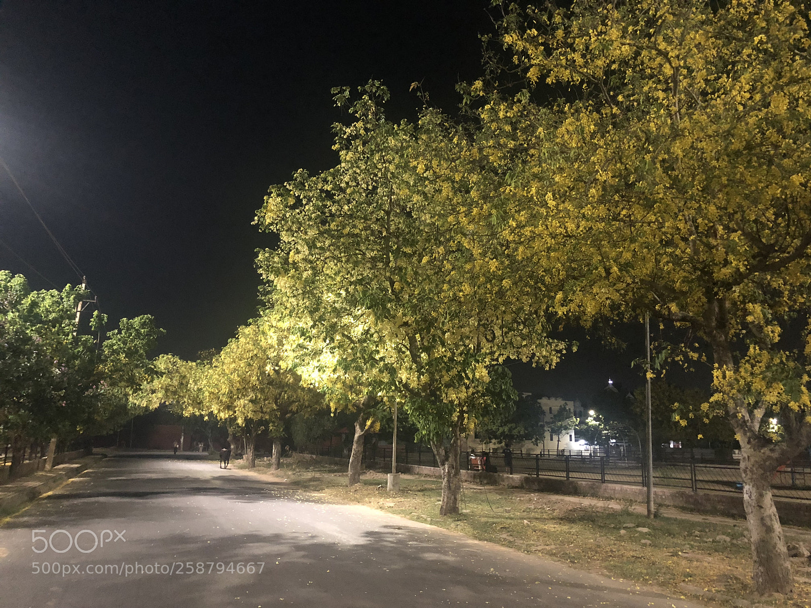 Apple iPhone 8 Plus sample photo. Golden streets of chandigarh  photography