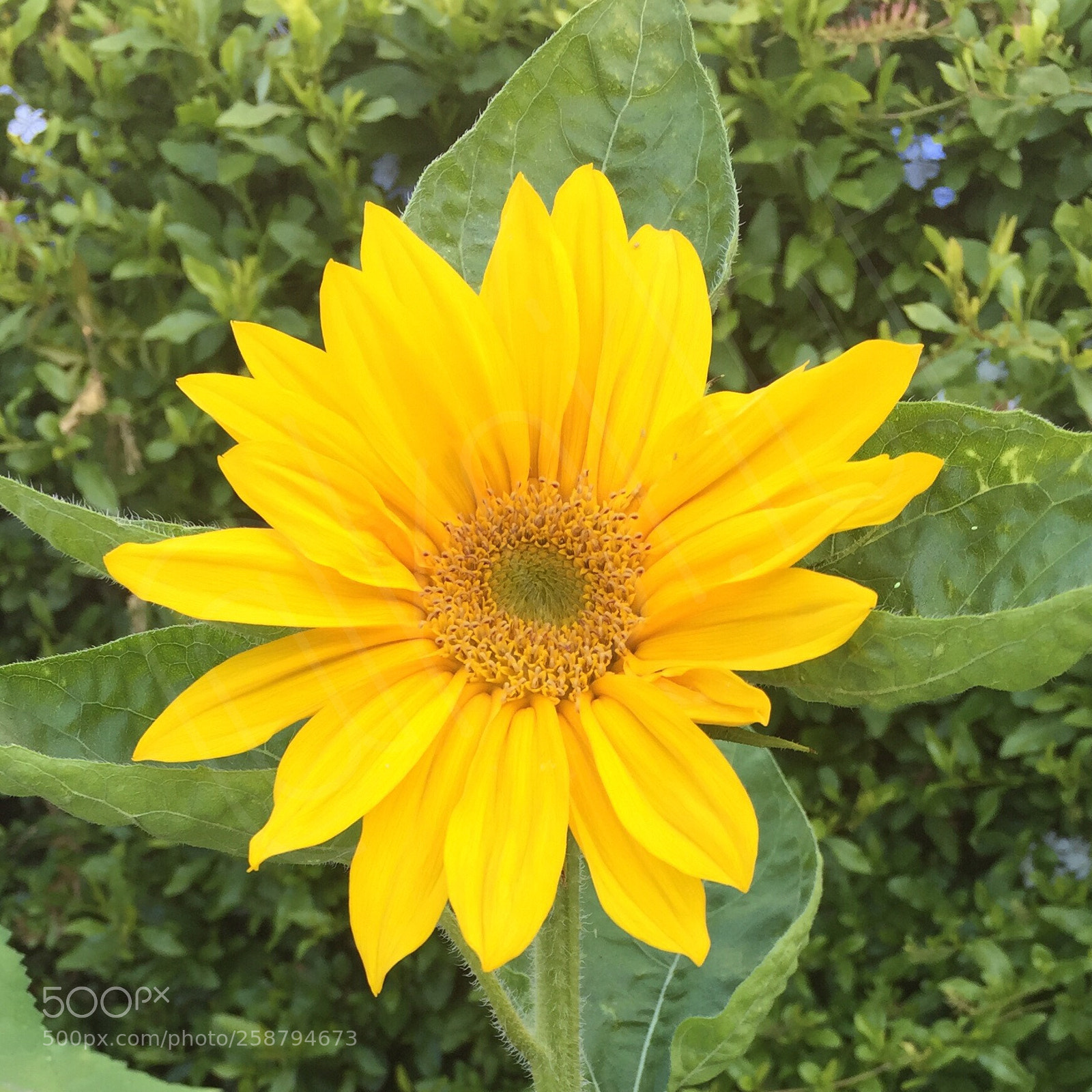 Apple iPhone 6 sample photo. Sunflower i photography