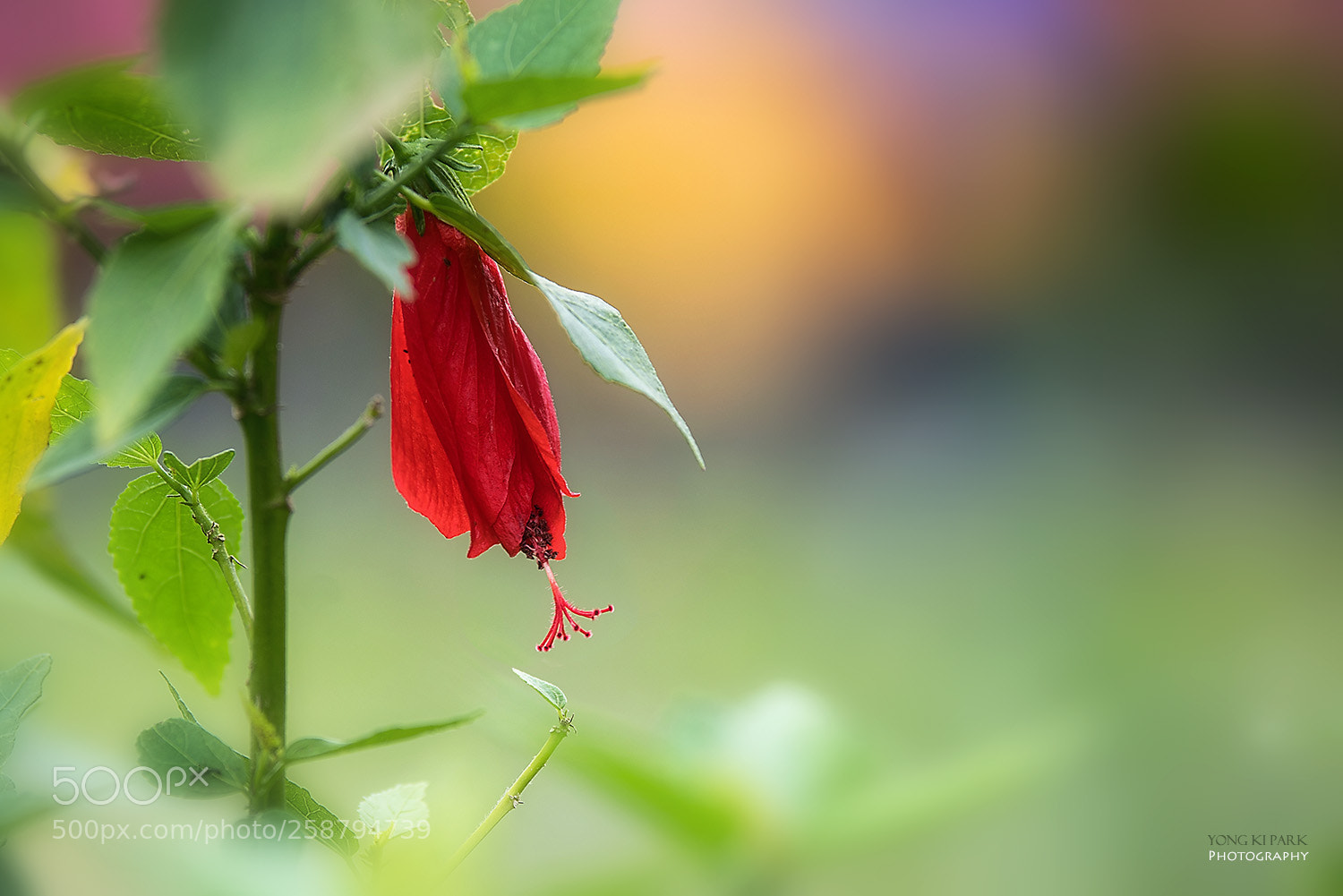 Pentax K-1 sample photo. Dreaming with flowers-4 photography