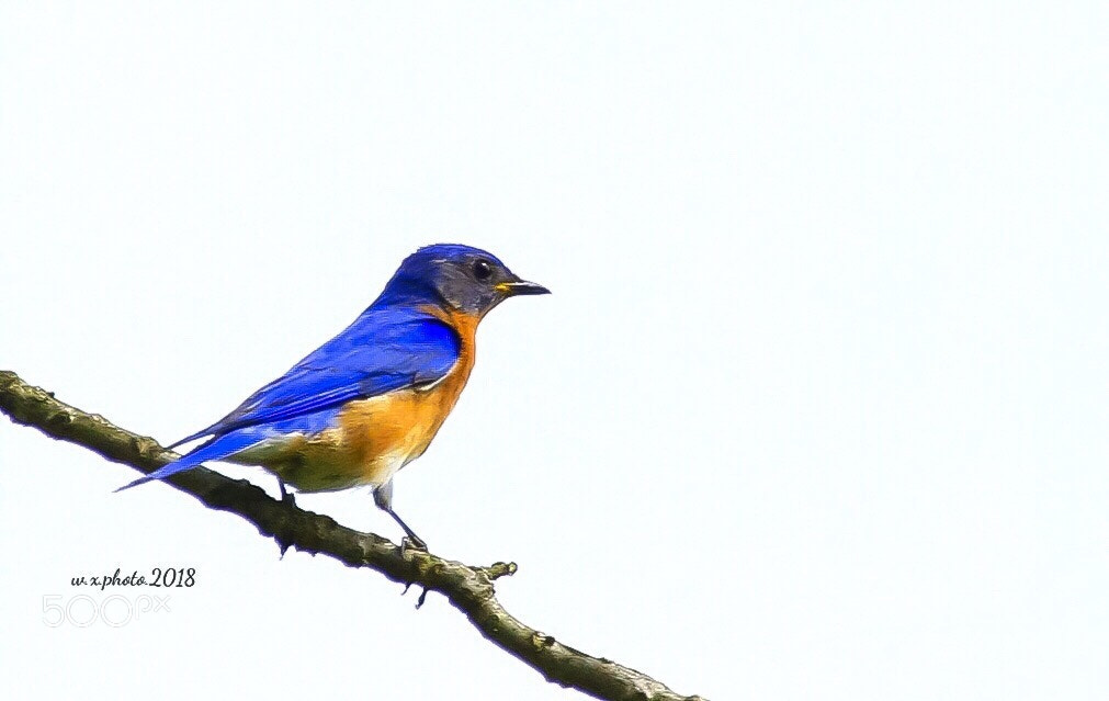 Canon EOS 7D Mark II sample photo. Eastern bluebird photography