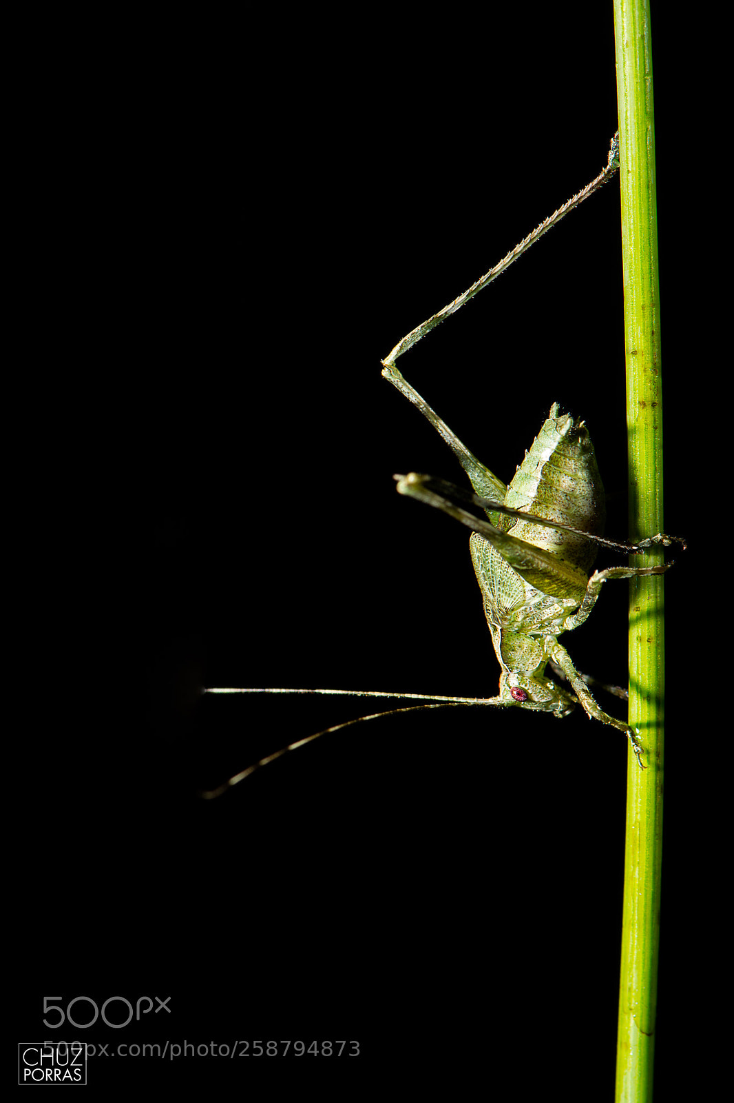 Nikon D7100 sample photo. Cricket photography
