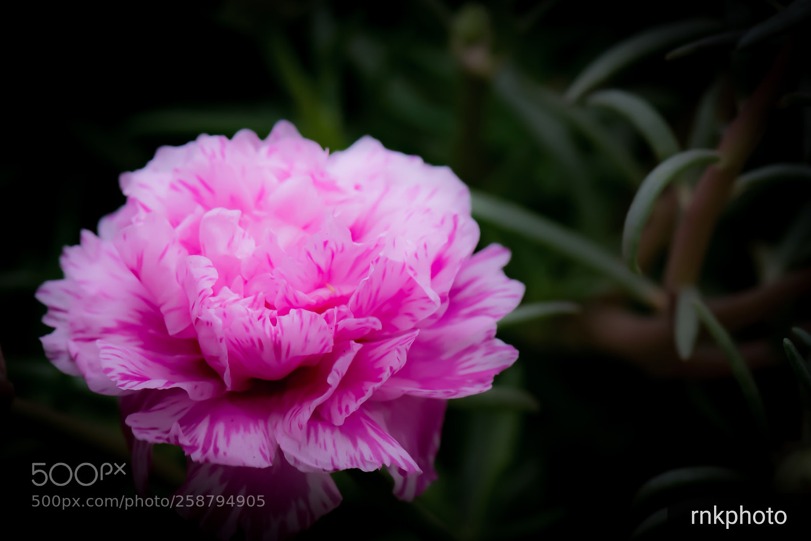 Nikon D750 sample photo. Flowergasm photography