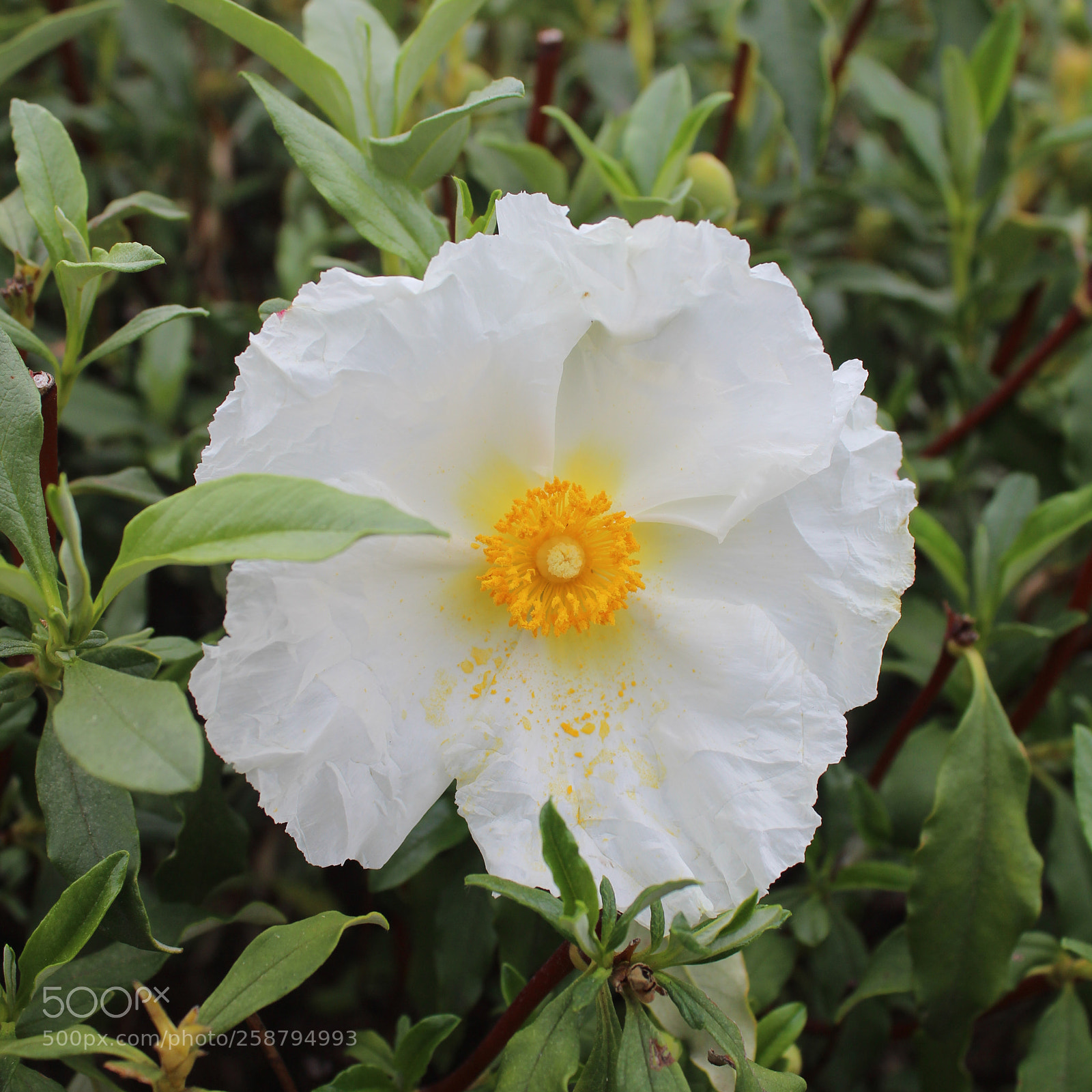 Canon EOS 1300D (EOS Rebel T6 / EOS Kiss X80) sample photo. Egg photography