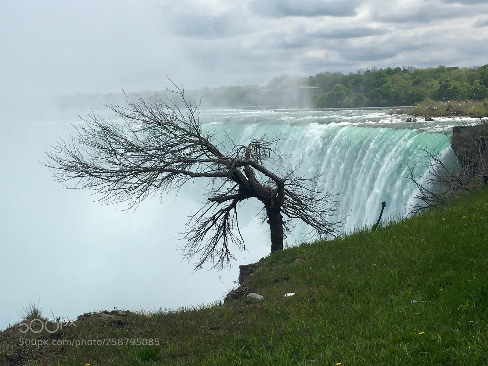 Apple iPhone 6s sample photo. Tree overlooking the falls photography