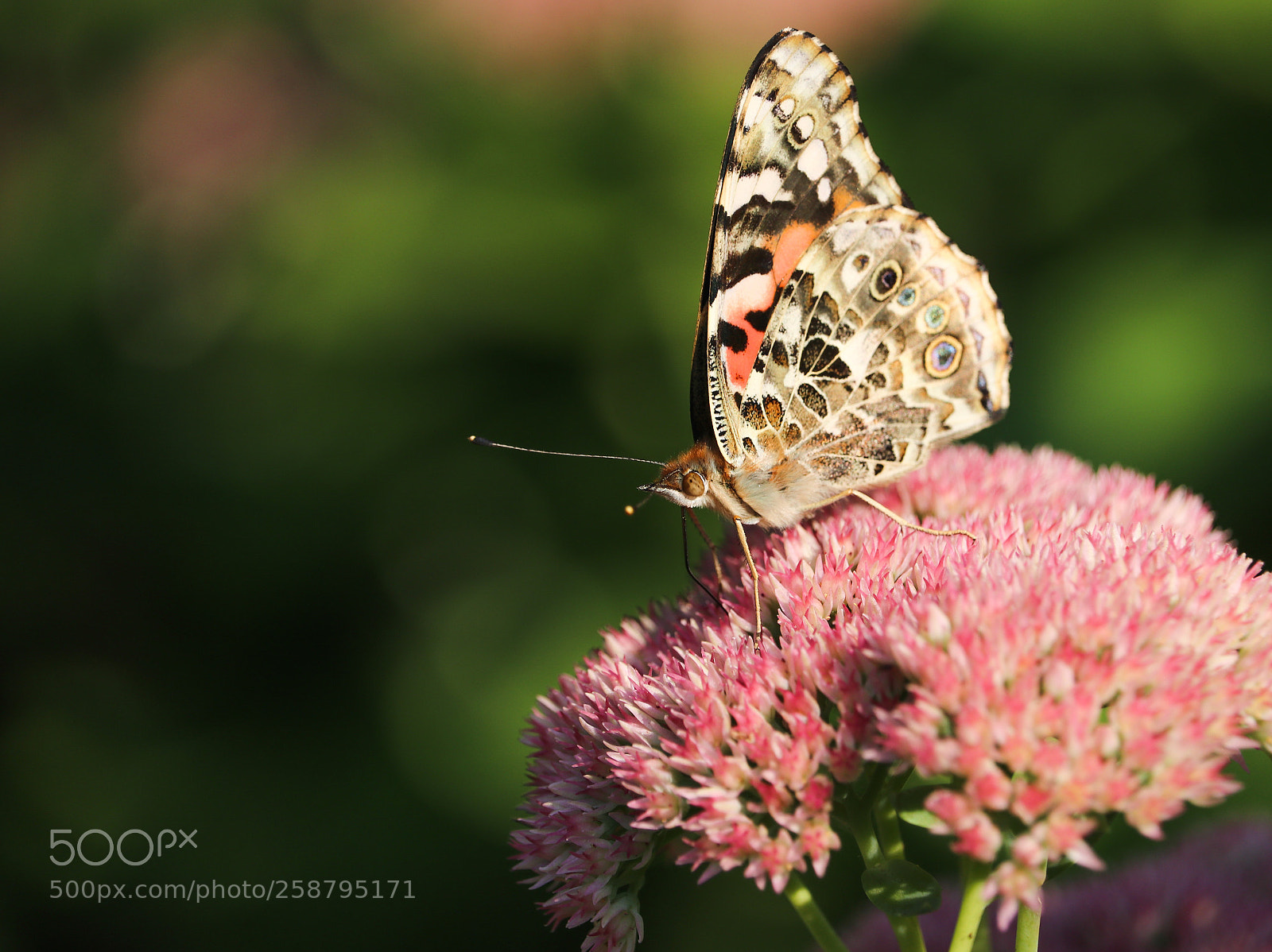 Canon EOS 80D sample photo. Éphémère  photography