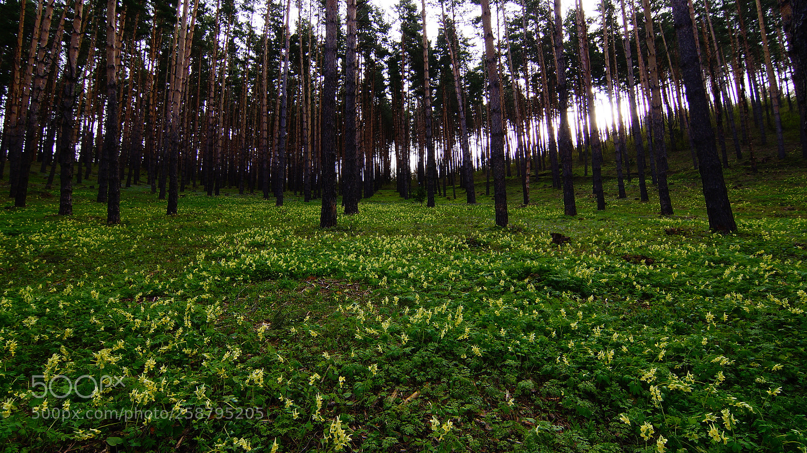 Sony SLT-A58 sample photo. Wood photography