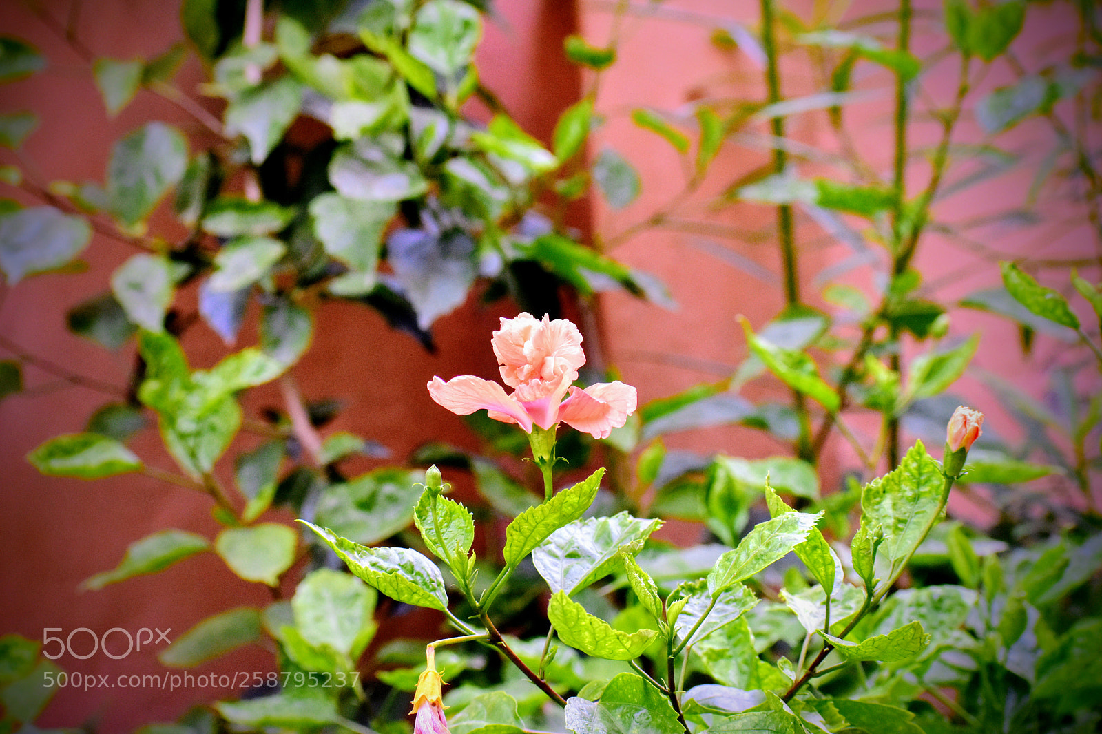 Nikon D3400 sample photo. #beautifulpetals&sepals photography