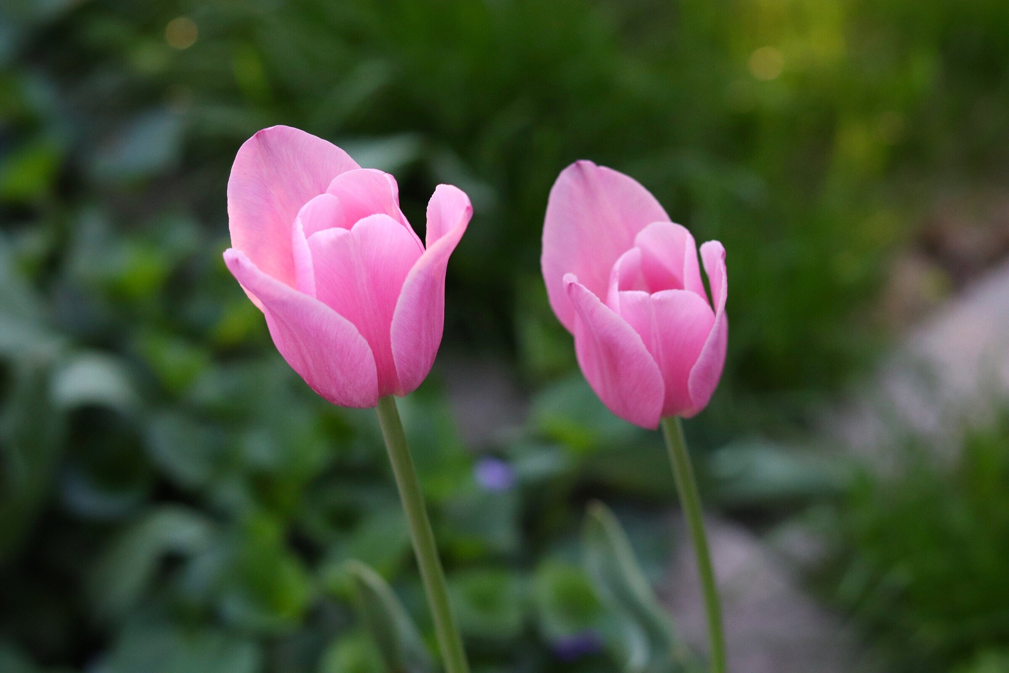 Canon EOS 200D (EOS Rebel SL2 / EOS Kiss X9) sample photo. Twin tulips photography