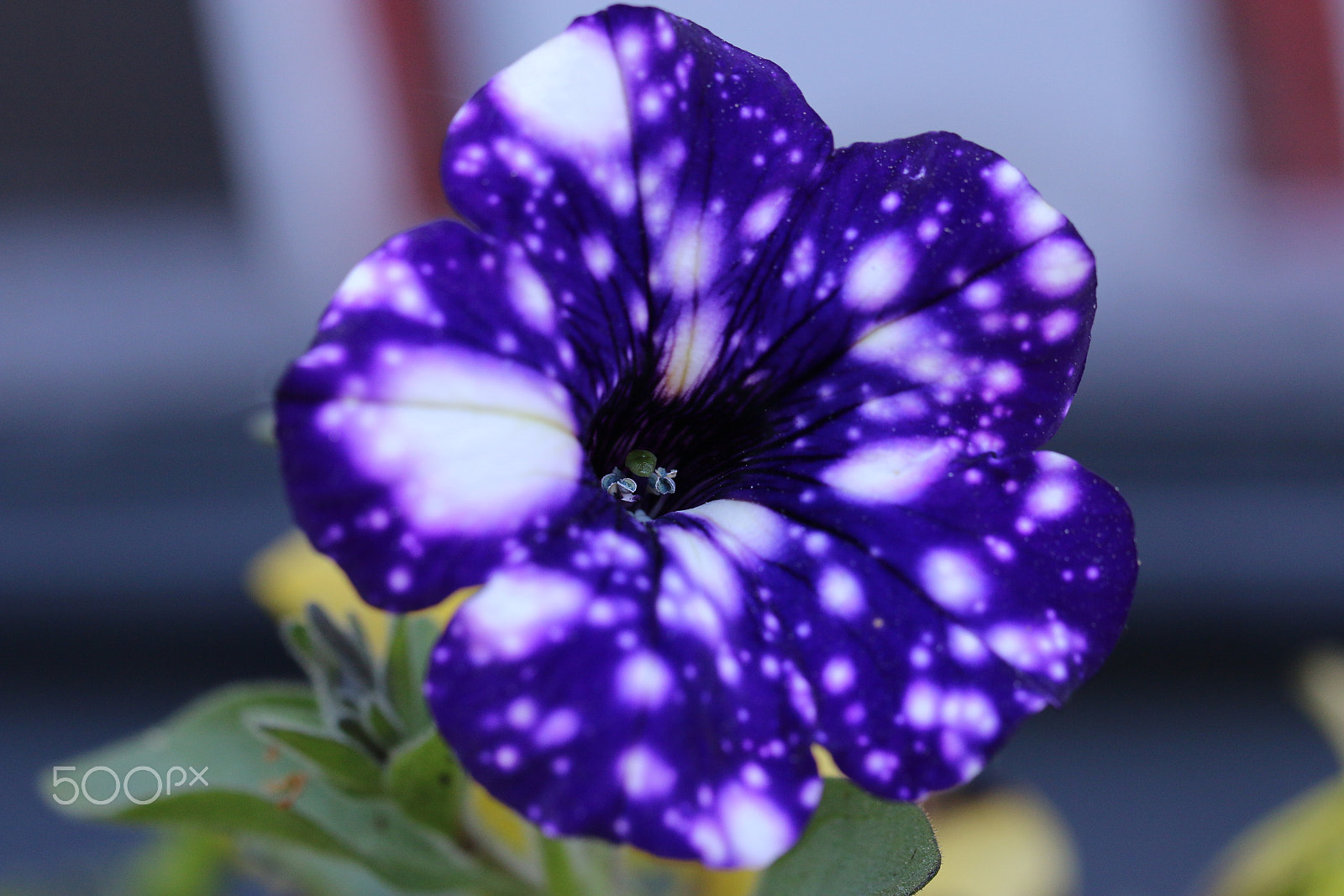 Canon EF 100mm F2.8L Macro IS USM sample photo. Spotted photography