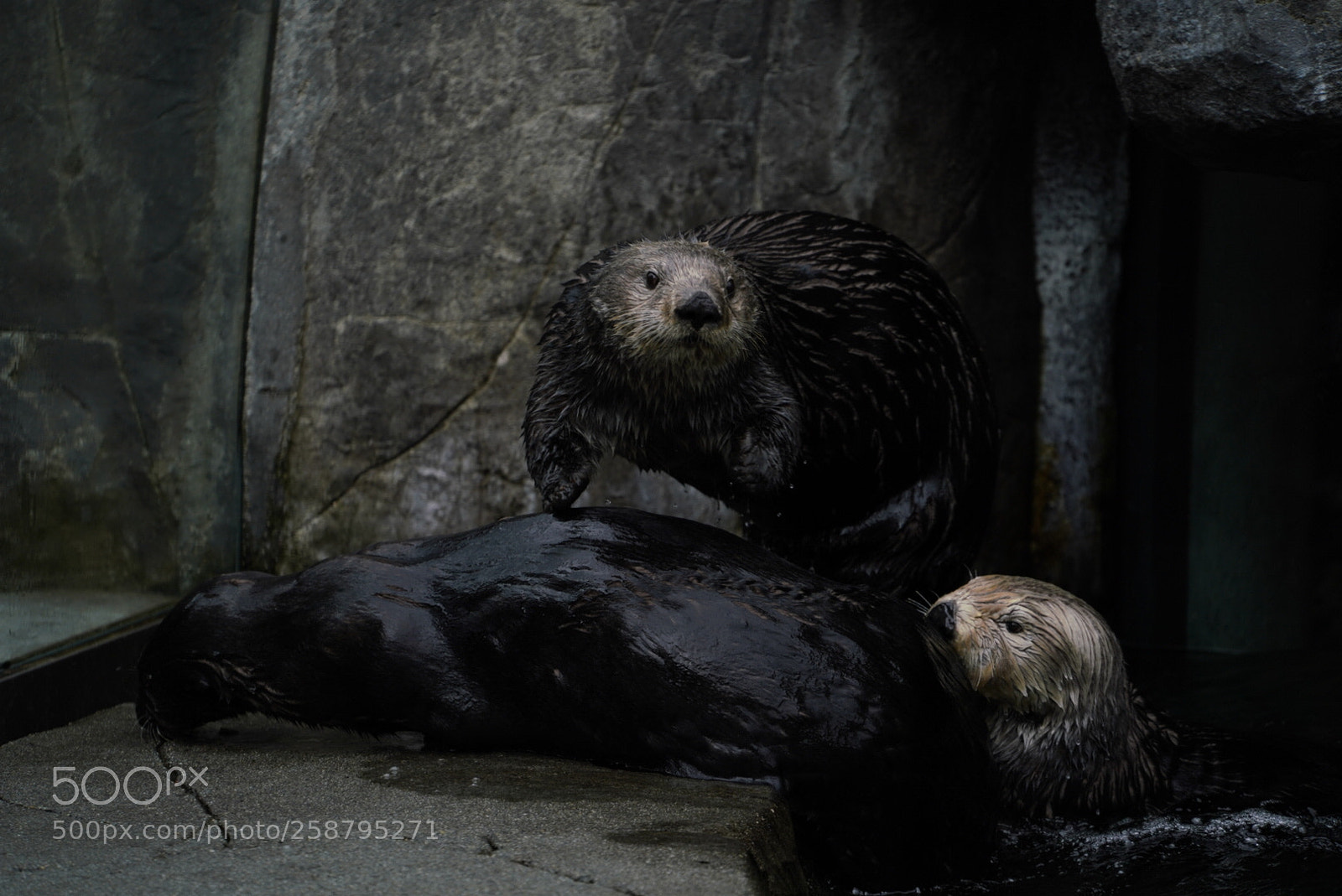 Sony a7R III sample photo. Flying sea otter photography