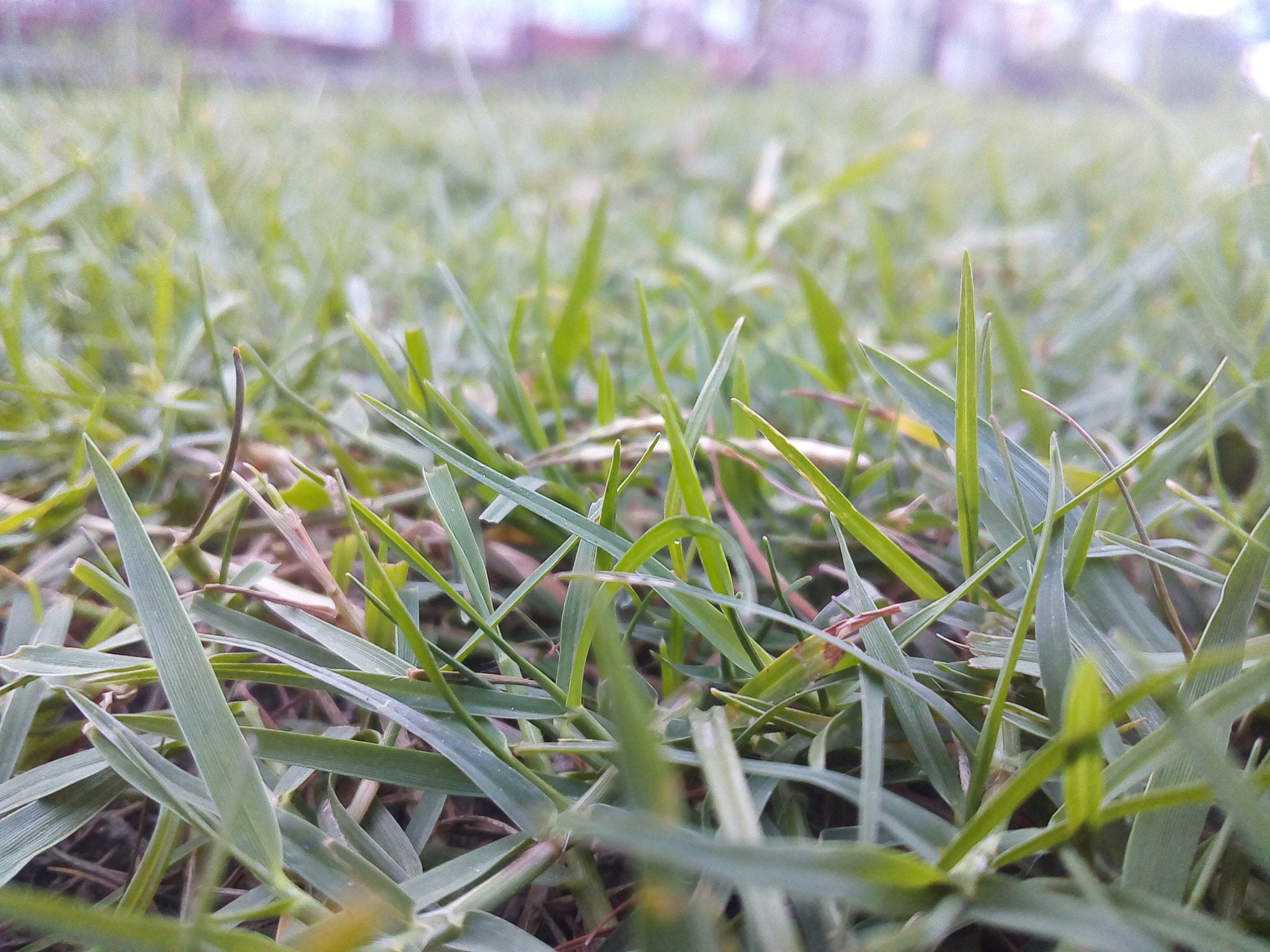 Symphony i10 sample photo