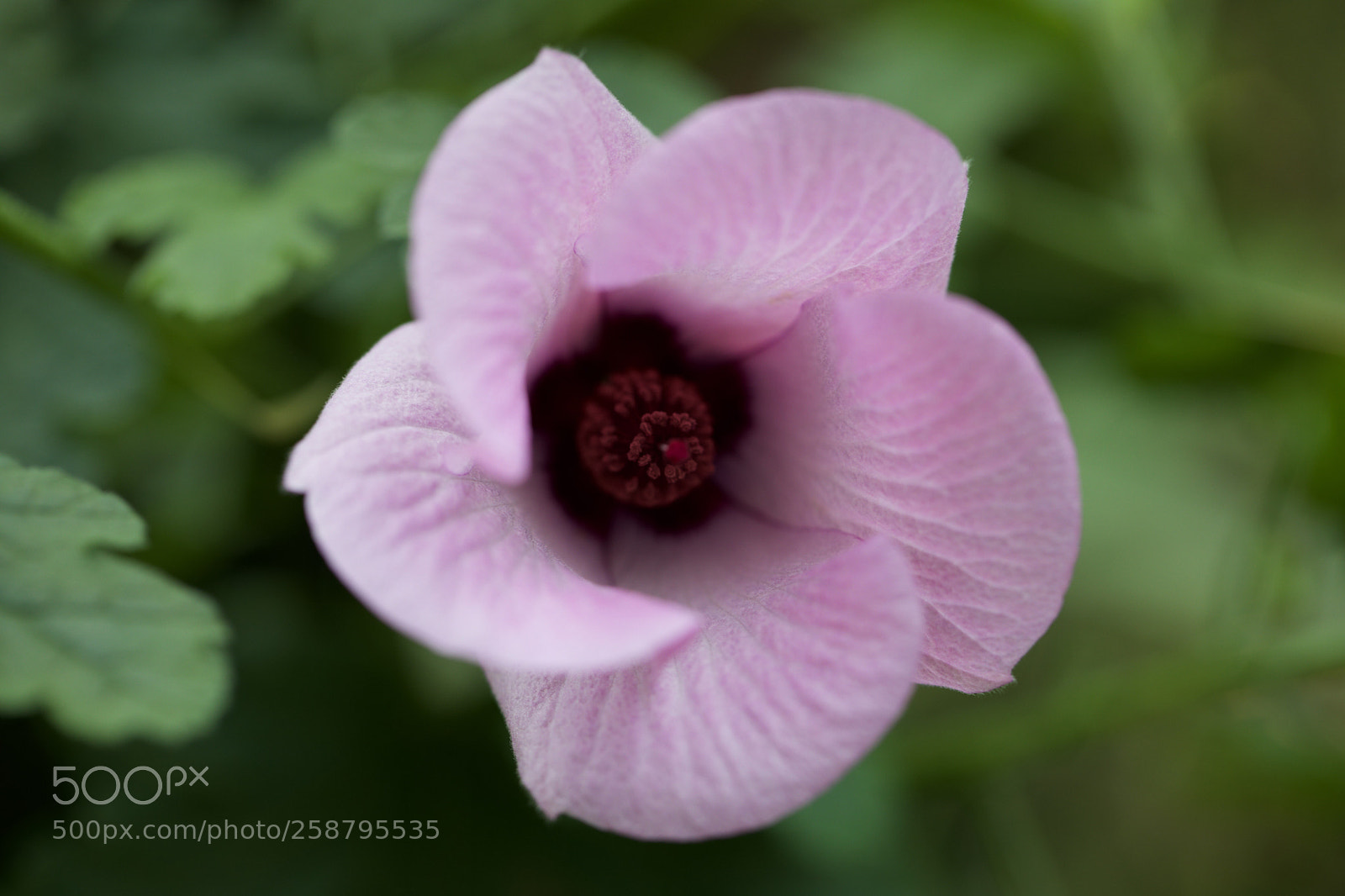 Canon EOS 5D Mark IV sample photo. Untitled photography
