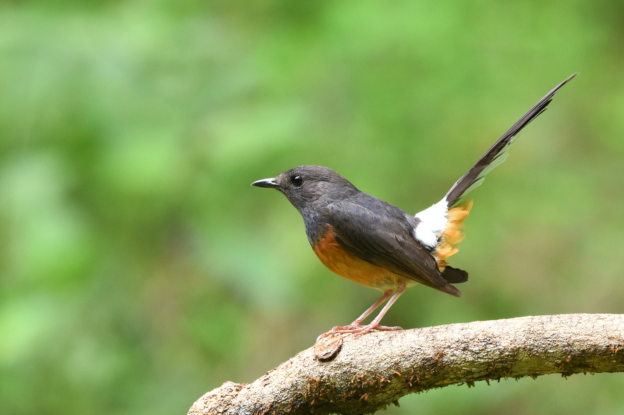 Nikon AF-S Nikkor 200-500mm F5.6E ED VR sample photo. White rumped shama female photography