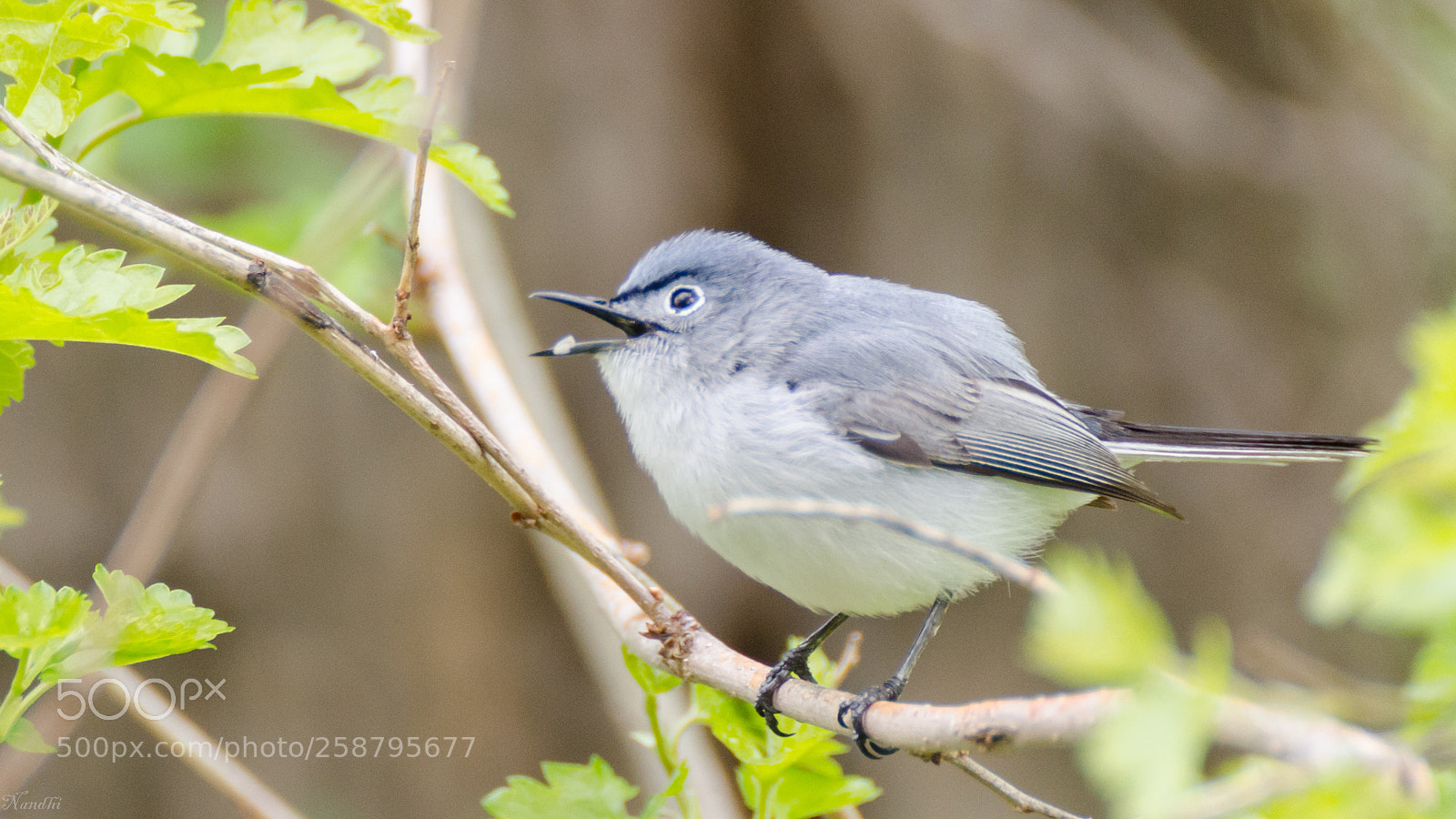 Nikon D7000 sample photo. Blue-gray gnatcatcher photography