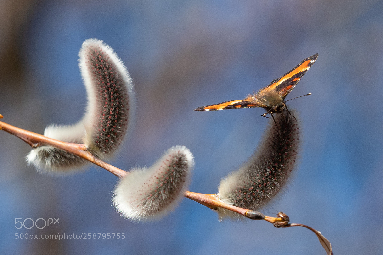 Olympus OM-D E-M1 Mark II sample photo. Willow catkins photography