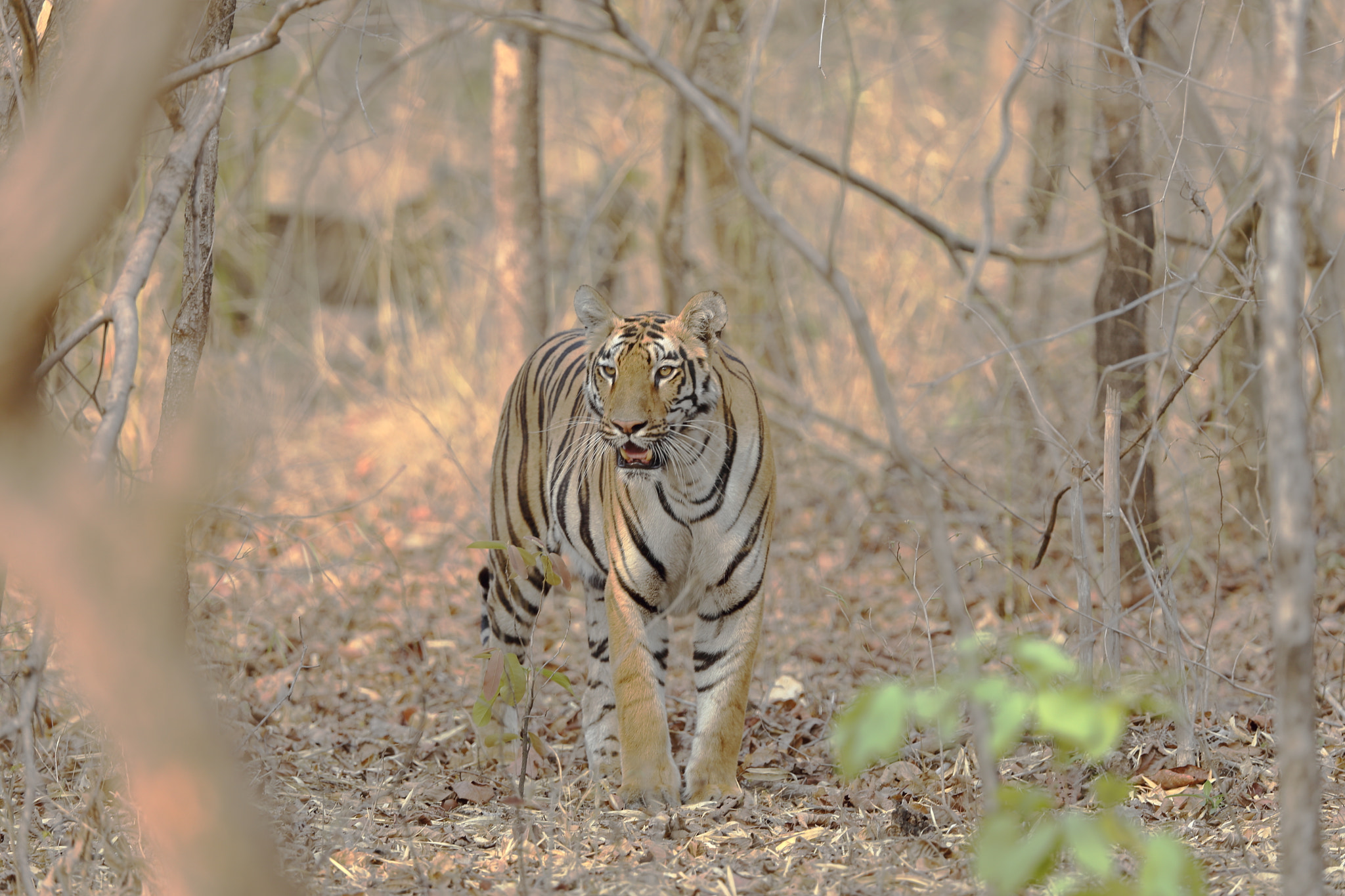 Canon EF 300mm F2.8L IS II USM sample photo. Lady of the golden light photography