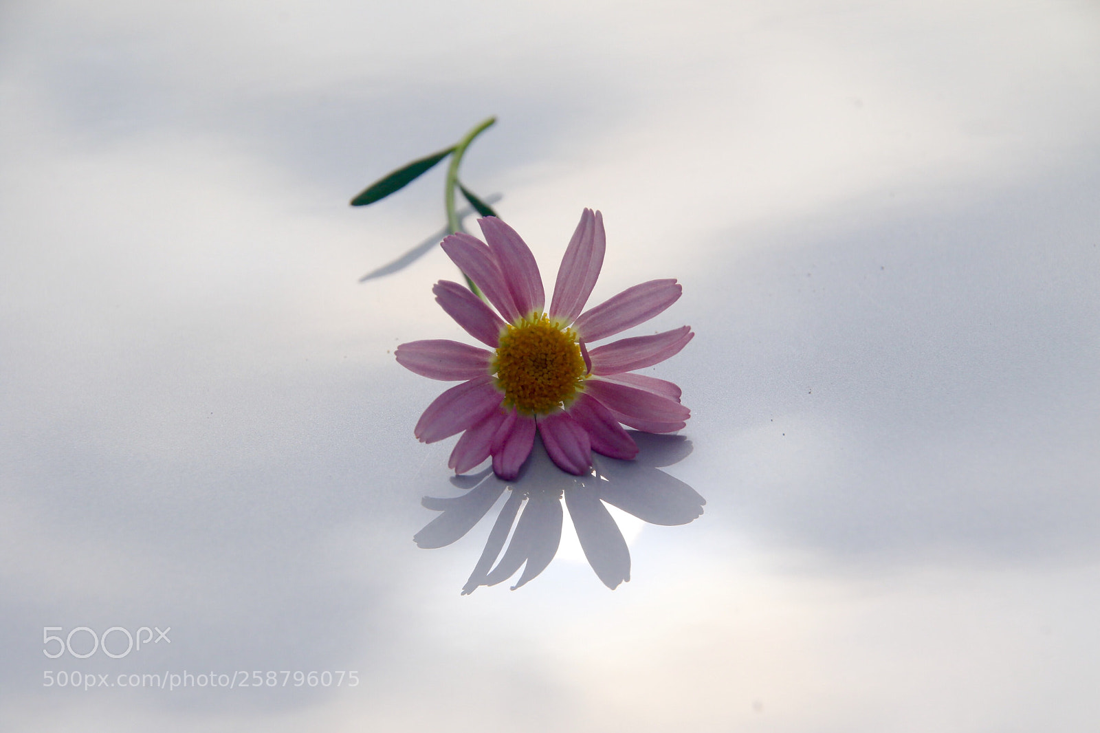 Canon EOS 7D Mark II sample photo. Daisy  photography